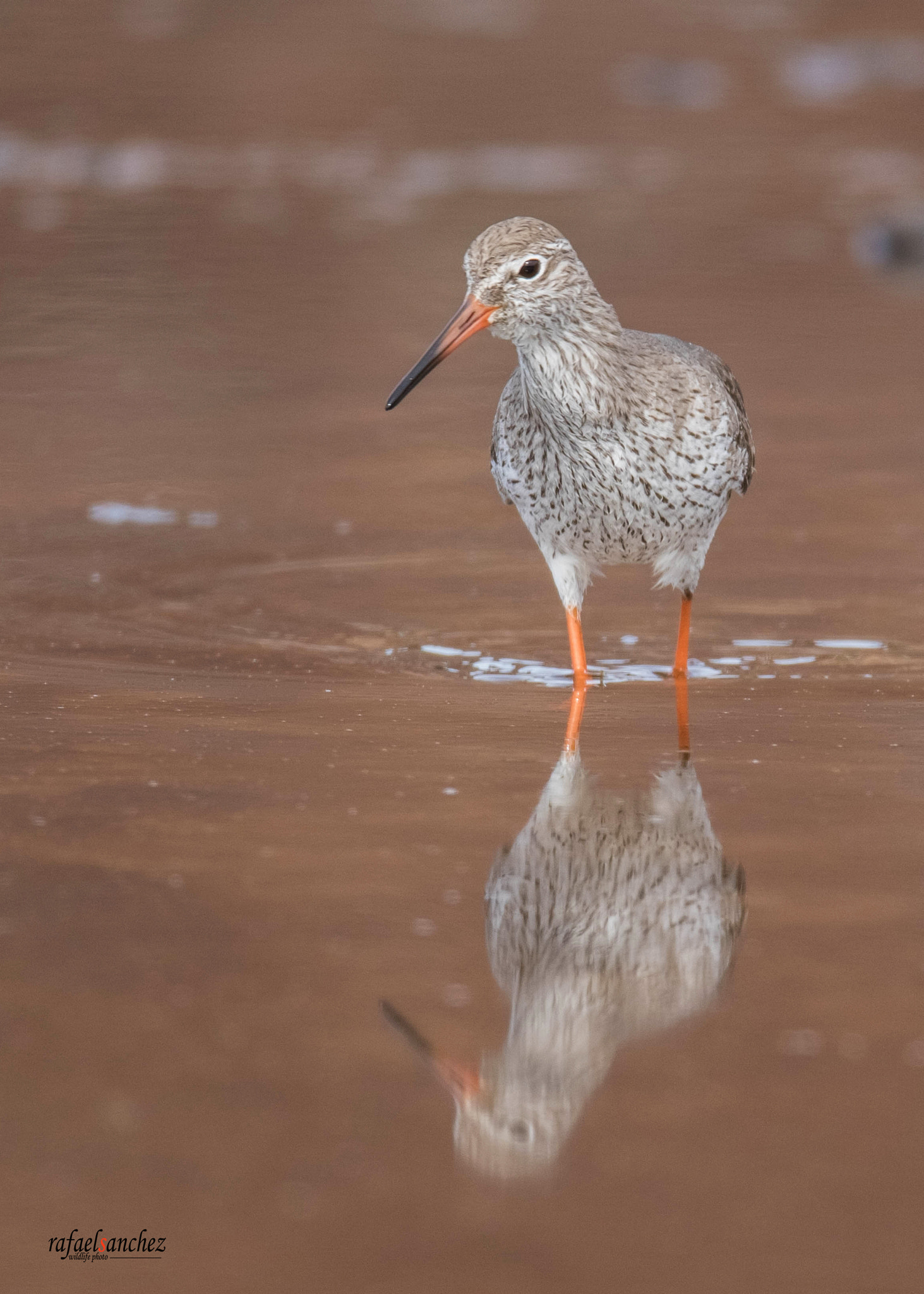 150-600mm F5-6.3 DG OS HSM | Sports 014 sample photo. Archibebe - common redshank photography