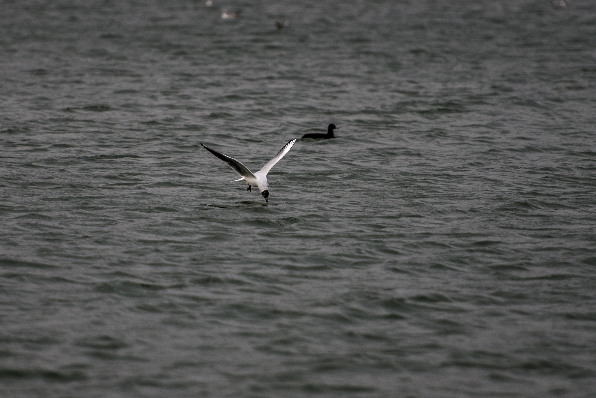 Nikon AF-S Nikkor 70-200mm F2.8G ED VR II sample photo. Marais de wingles.france. photography