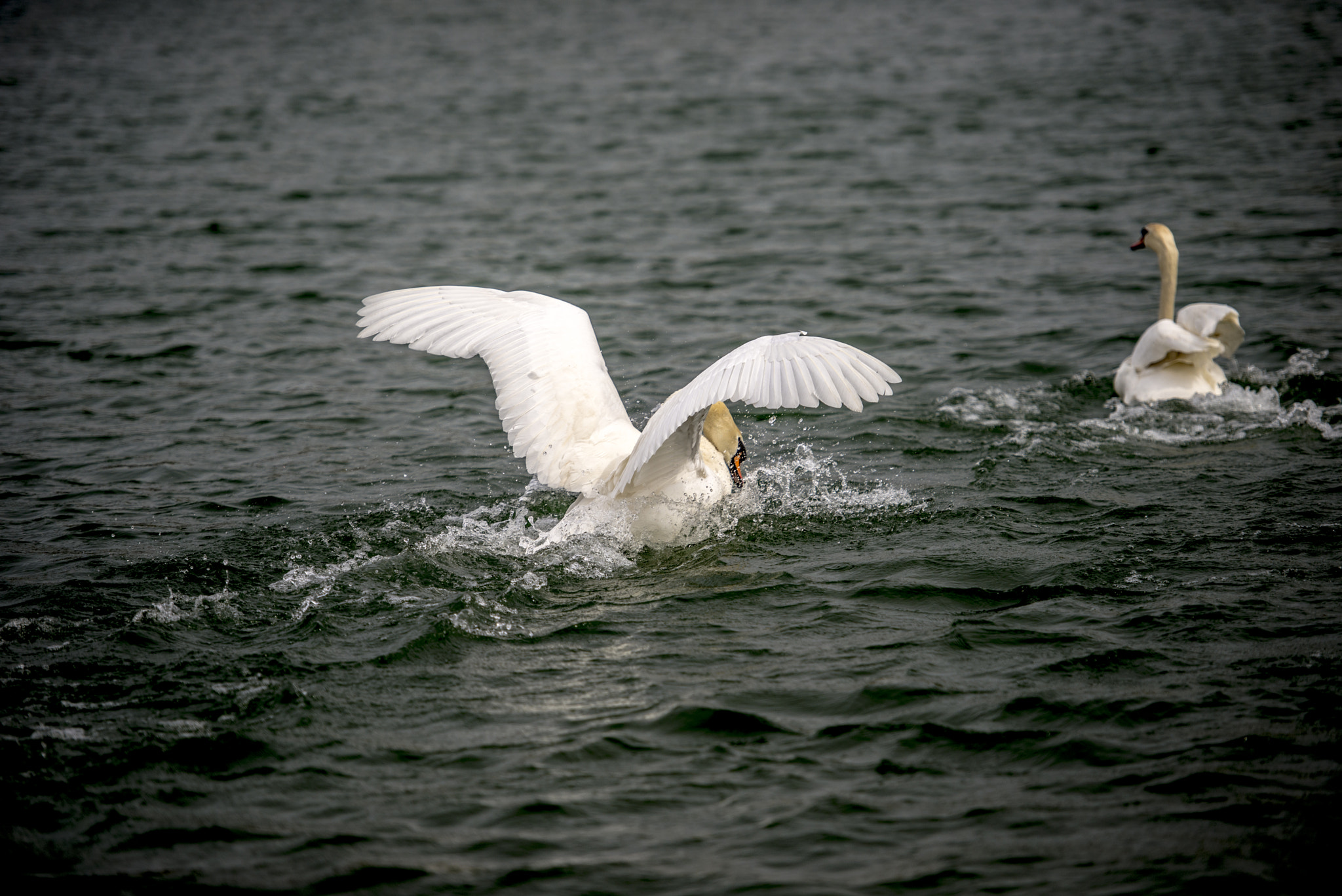 Nikon D610 sample photo. Marais de wingles.france. photography