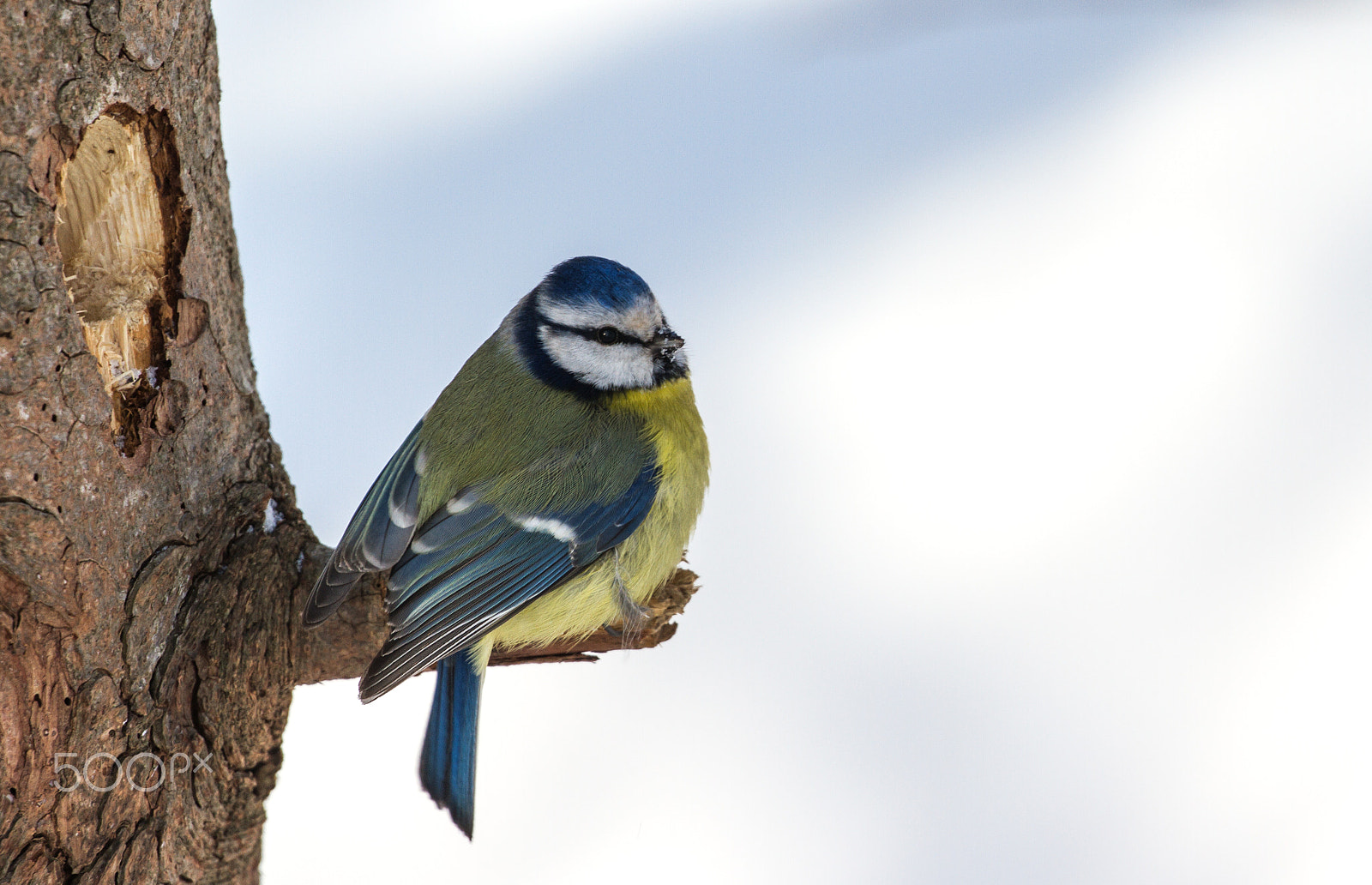 Canon EOS 7D + Canon EF 100-400mm F4.5-5.6L IS II USM sample photo. Eurasian blue tit photography