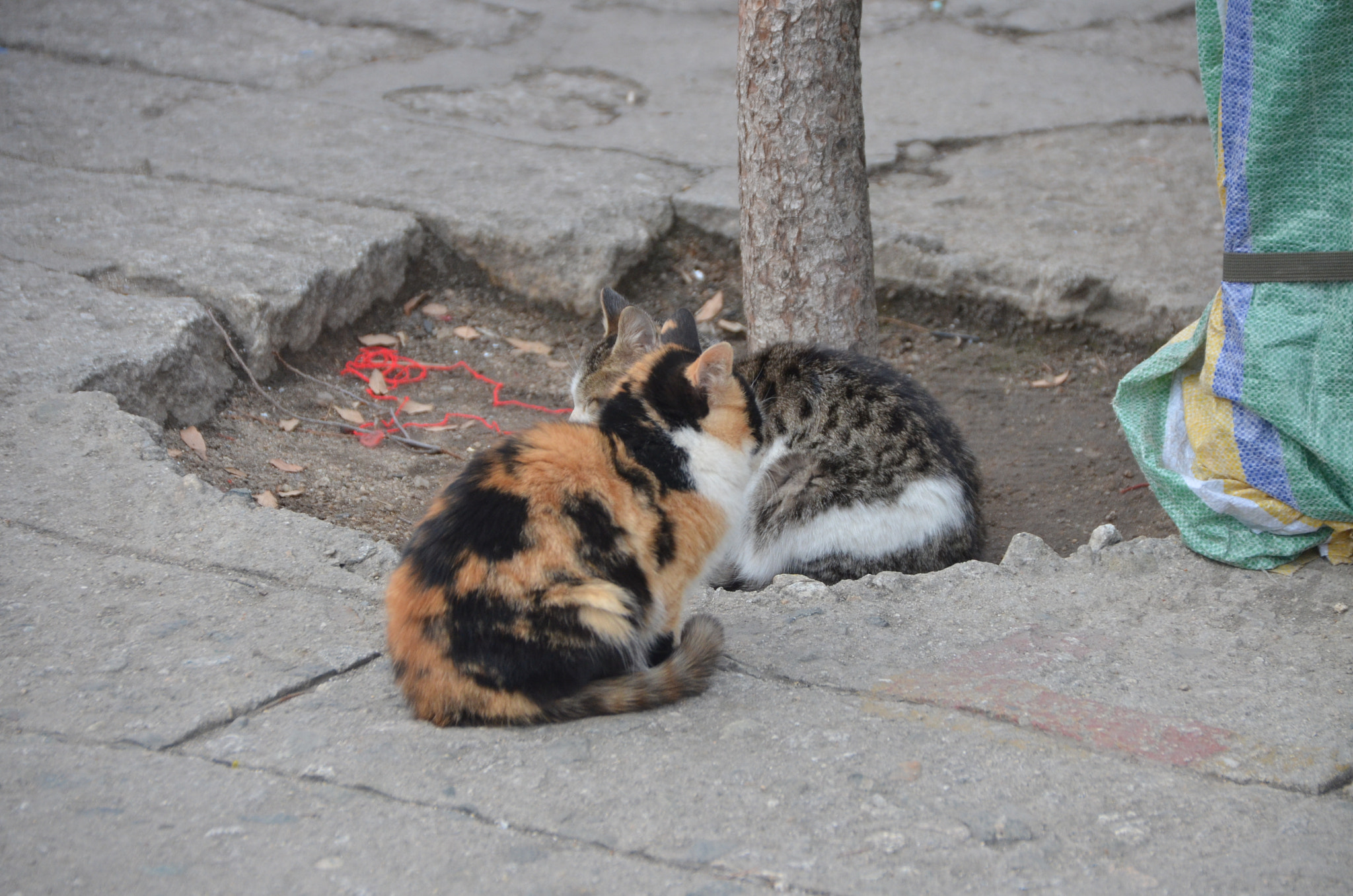 Nikon D5100 + Sigma 18-250mm F3.5-6.3 DC Macro OS HSM sample photo. Cats@mtn hua photography