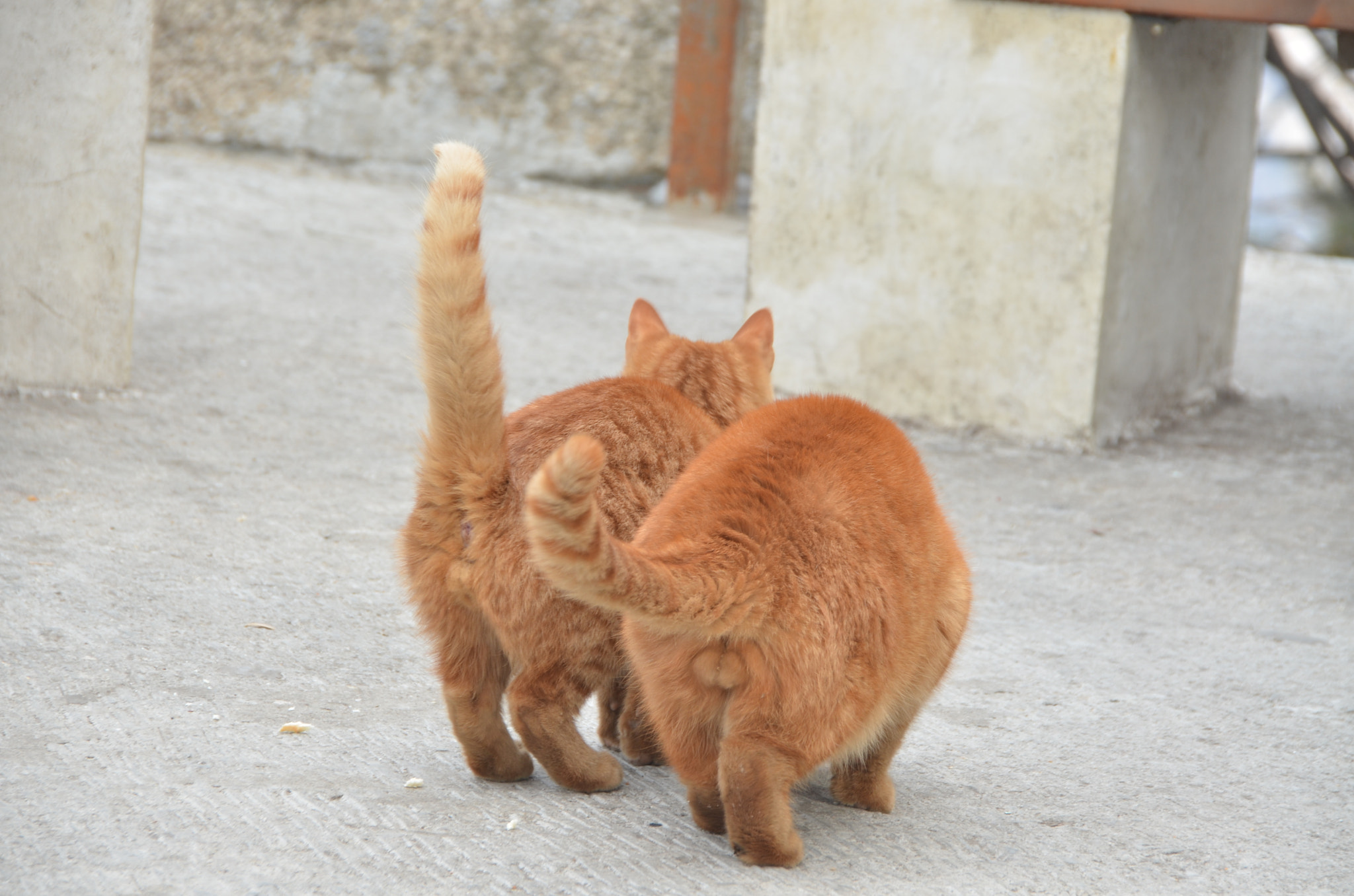 Sigma 18-250mm F3.5-6.3 DC Macro OS HSM sample photo. Cats@mtn hua photography