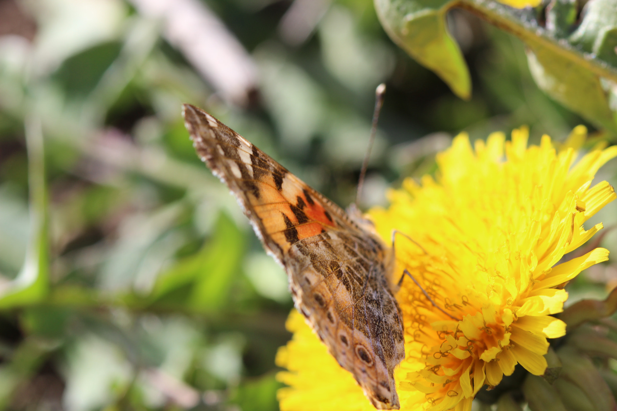 Canon EF 100mm F2.8 Macro USM sample photo. Paralel view of vanessa cardui butterfly photography