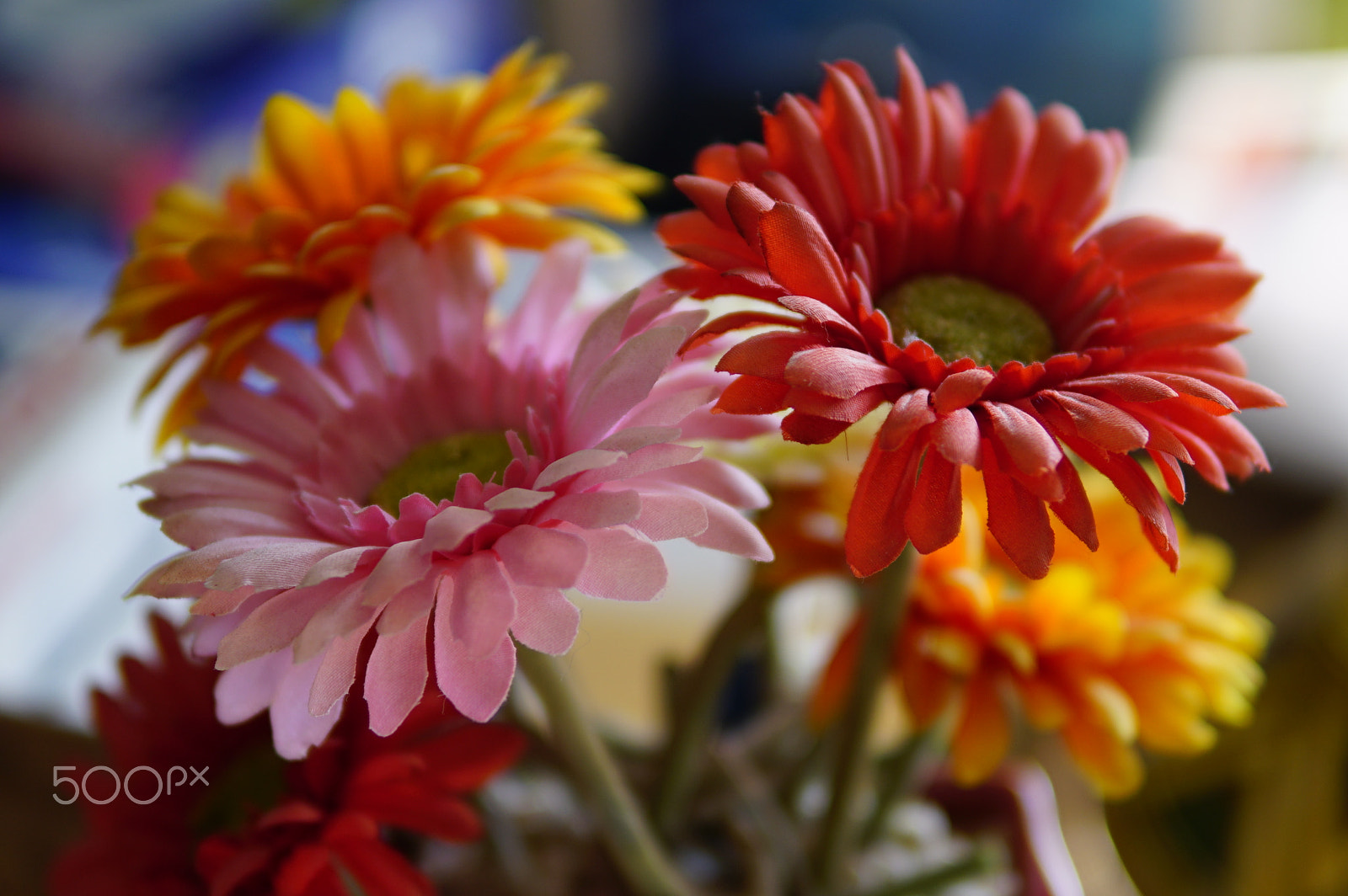 Sigma 30mm F1.4 DC DN | C sample photo. Flowers via sigma photography