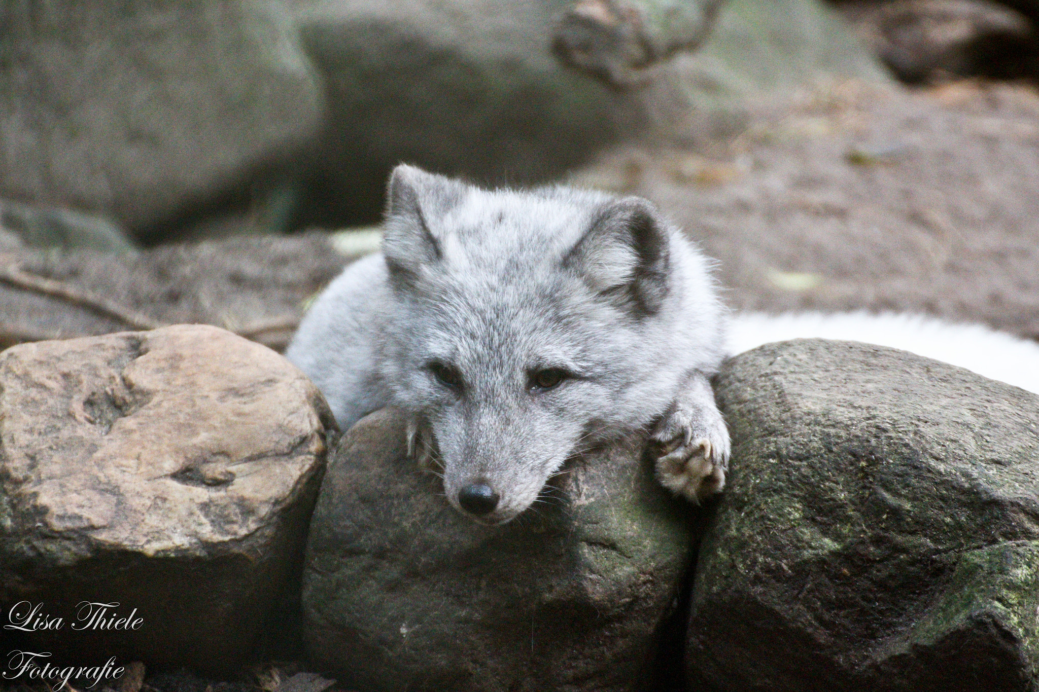 Canon EOS 700D (EOS Rebel T5i / EOS Kiss X7i) + Tamron SP 35mm F1.8 Di VC USD sample photo. Polar fox in a wildlife park photography