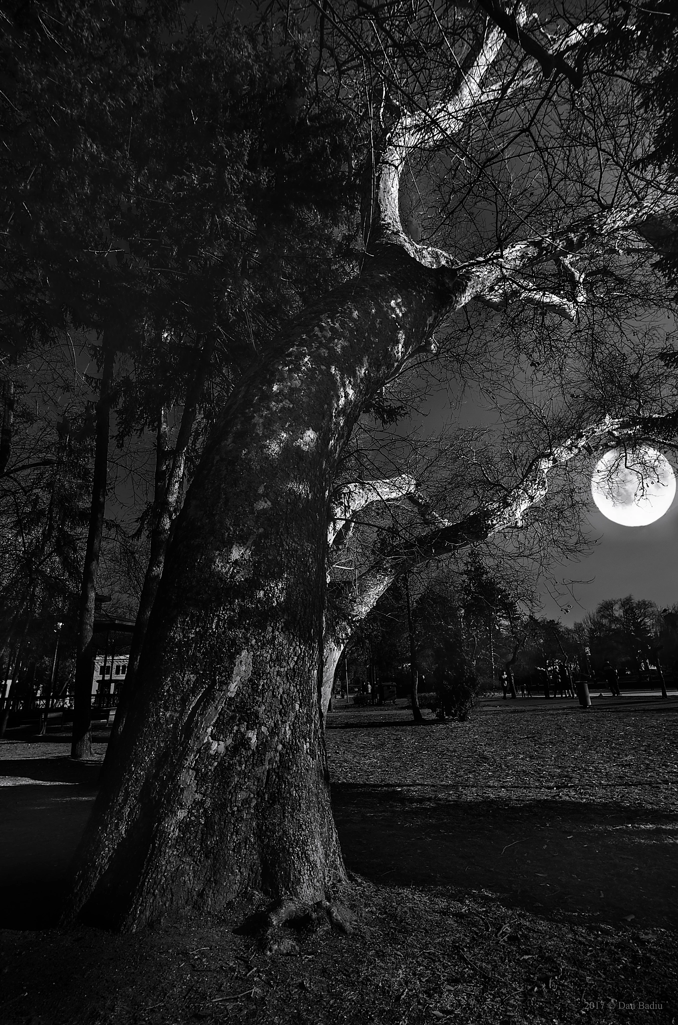 Nikon D5100 sample photo. Moonlight photography