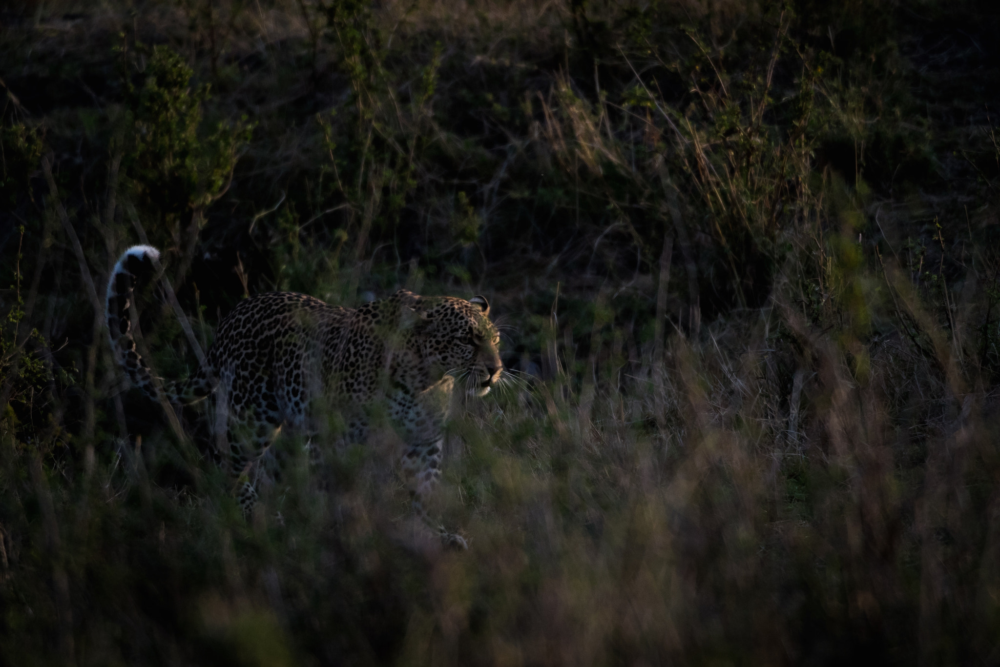Nikon D810 sample photo. First light photography