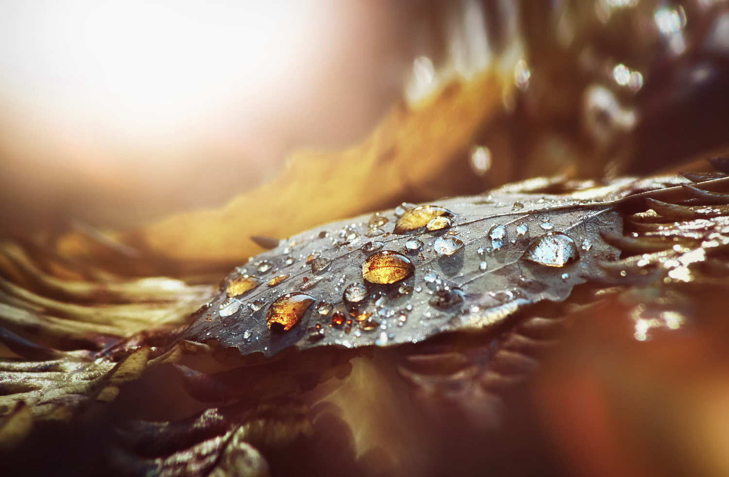 Canon EOS 550D (EOS Rebel T2i / EOS Kiss X4) sample photo. The amber tears of autumn photography