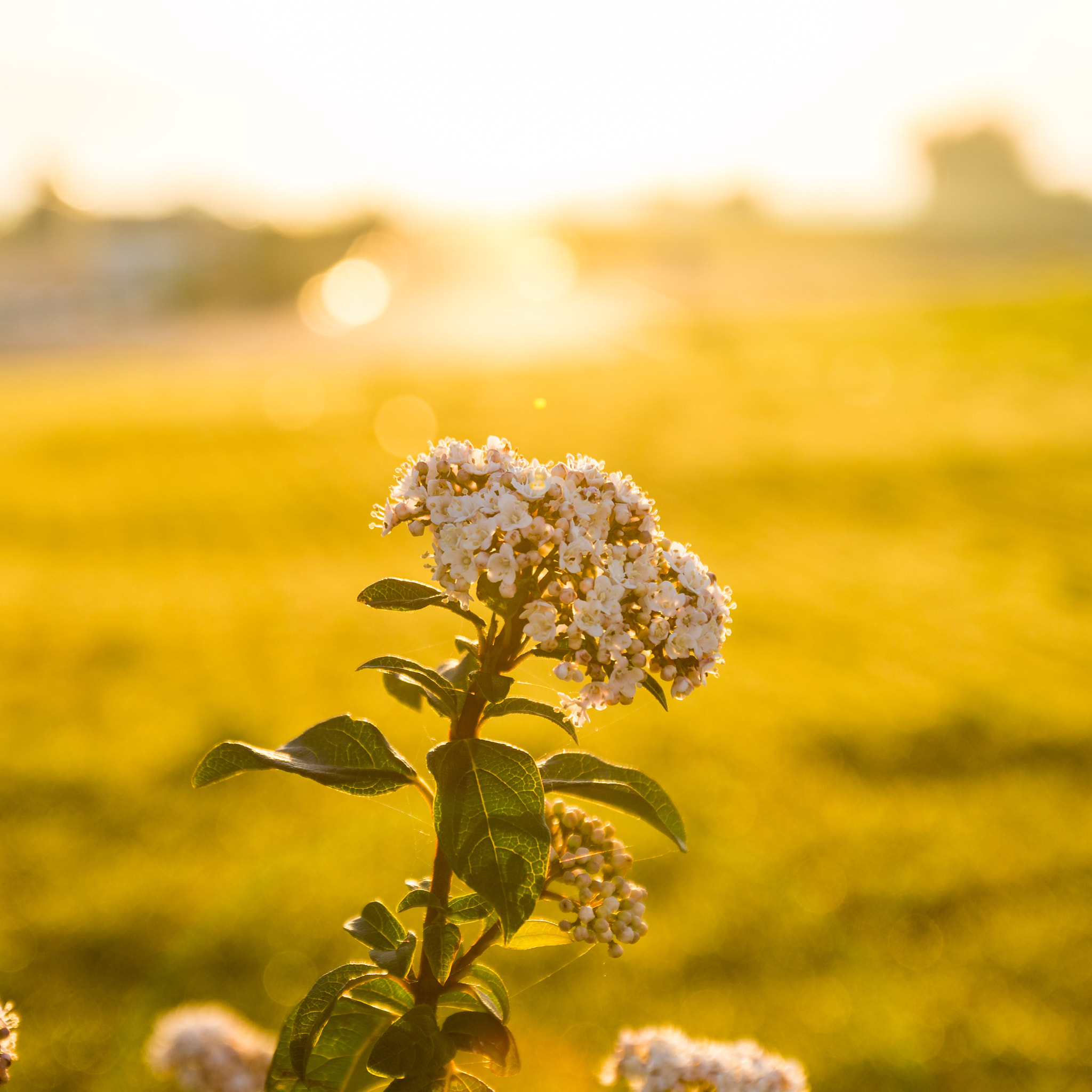 Nikon D7200 sample photo. Eclat de la nature photography