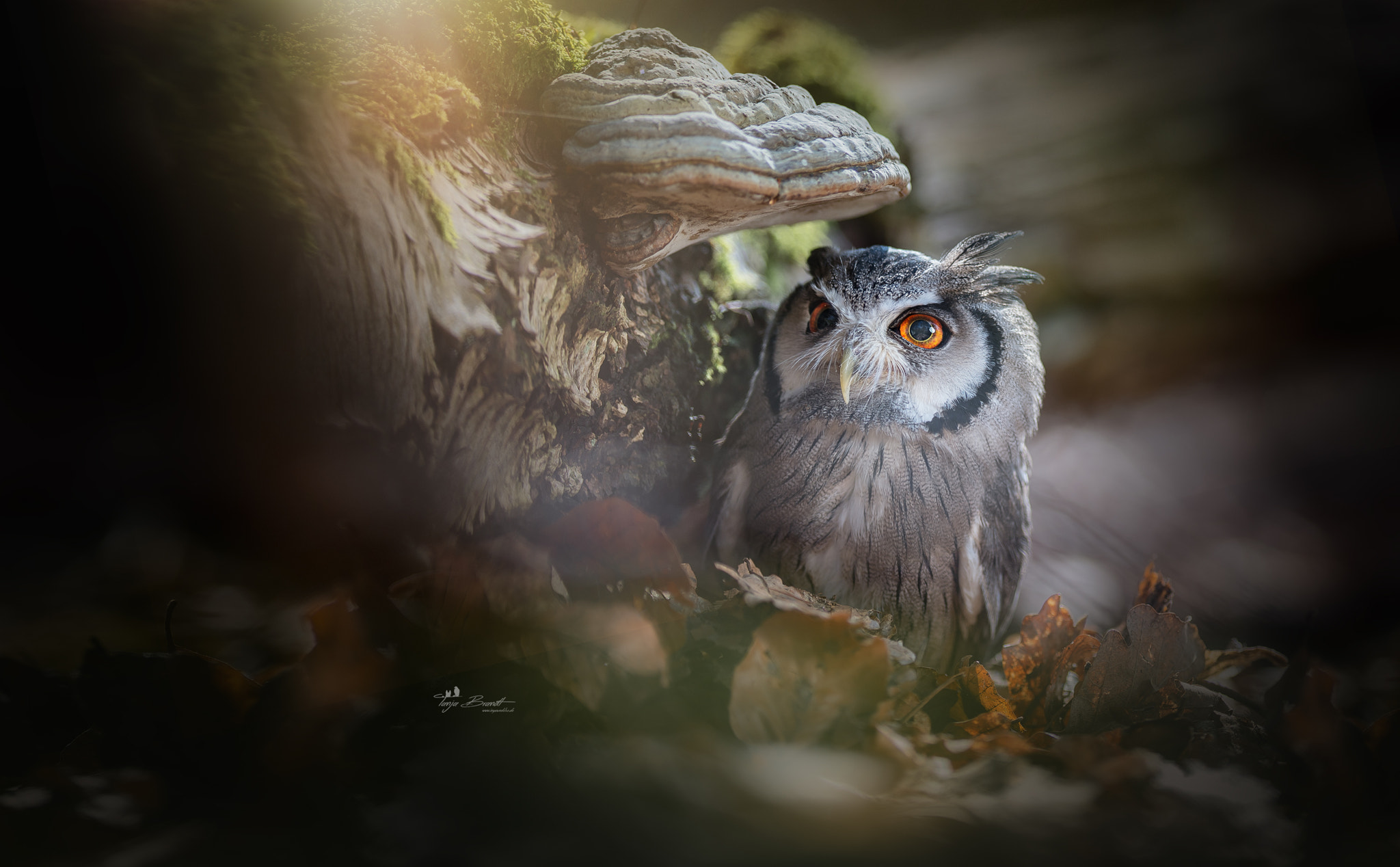 Nikon AF-S Nikkor 300mm F2.8G ED VR II sample photo. Gandalf im wald photography