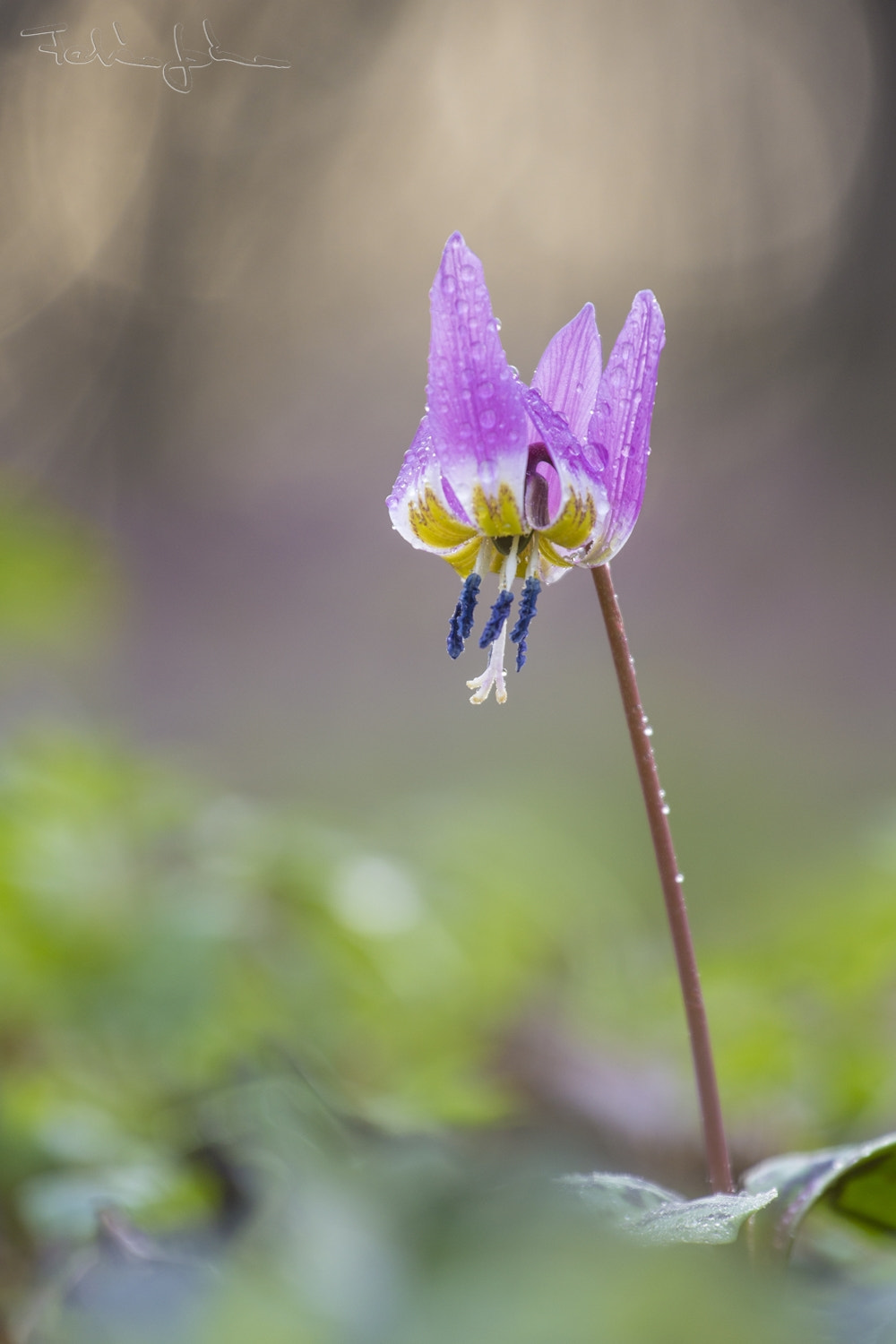 Canon EOS 600D (Rebel EOS T3i / EOS Kiss X5) + Canon EF 70-200mm F4L USM sample photo. Old beauty photography