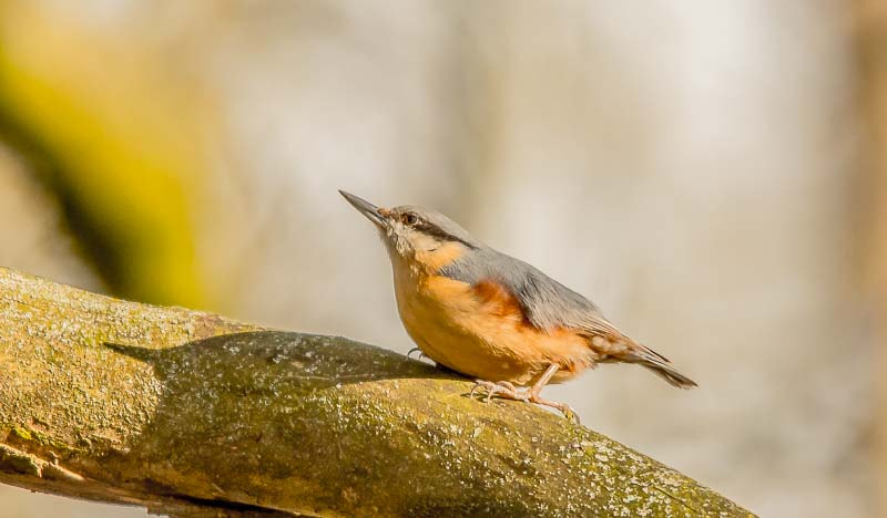 Sigma 150-500mm F5-6.3 DG OS HSM sample photo. Sittelle torchepot. photography