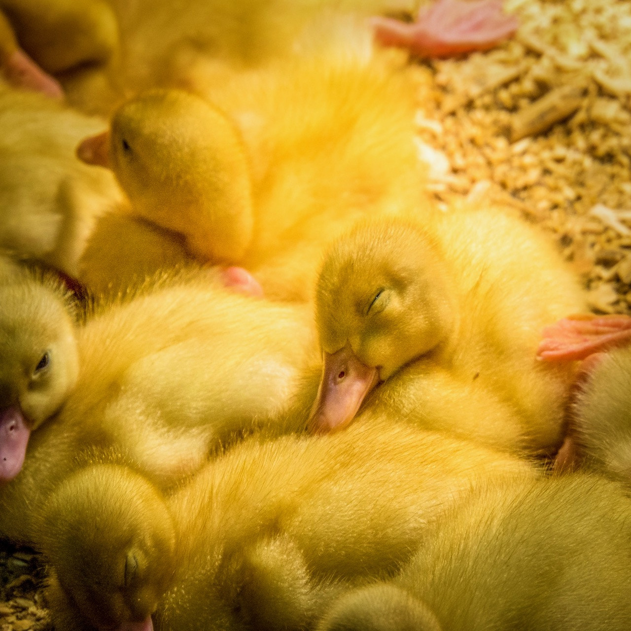 Sony Alpha NEX-7 sample photo. The sleeping duck photography