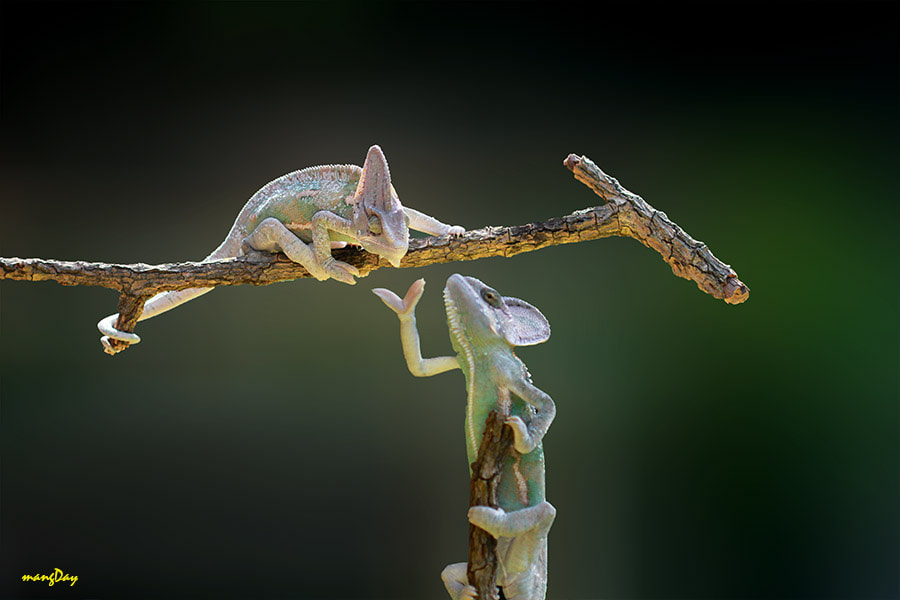 Canon EF 100mm F2.8L Macro IS USM sample photo. Chameleon , i love you honey photography