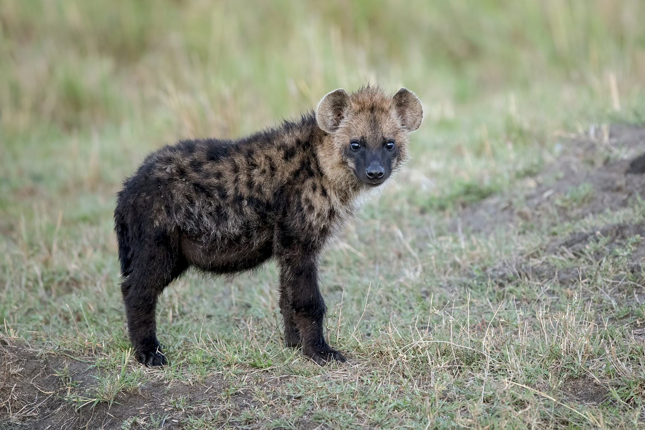 Canon EOS-1D X Mark II + Canon EF 600mm F4L IS II USM sample photo. Cute hyena cub photography