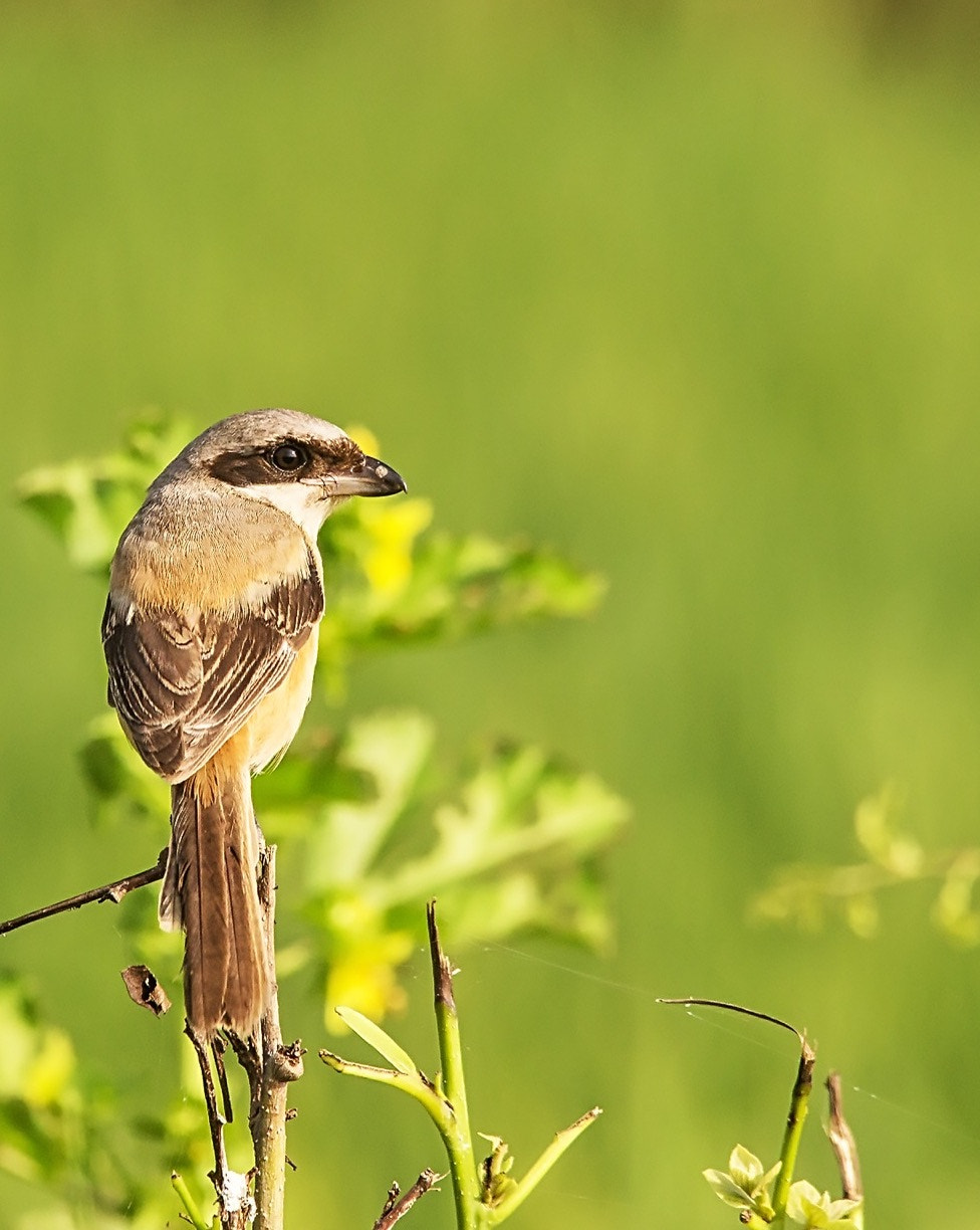 Sigma 150-500mm F5-6.3 DG OS HSM sample photo