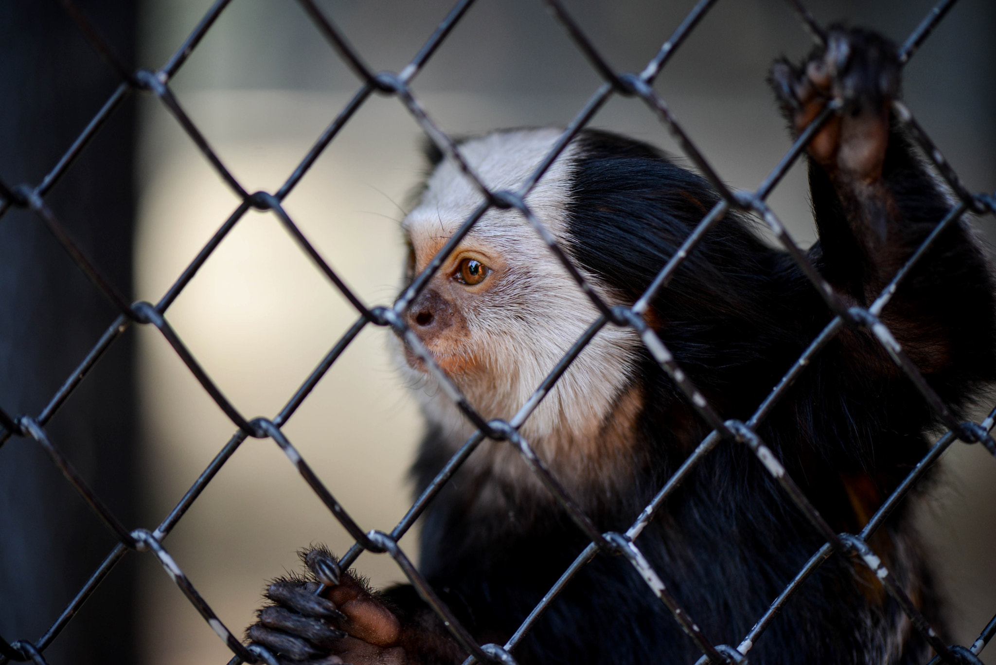 Nikon AF-S Micro-Nikkor 105mm F2.8G IF-ED VR sample photo. Enjoy your freedom! photography