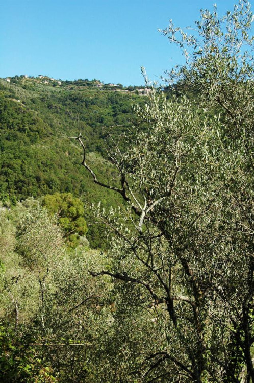 Nikon D70 sample photo. Uno scorcio di perinaldo (im) visto da apricale photography