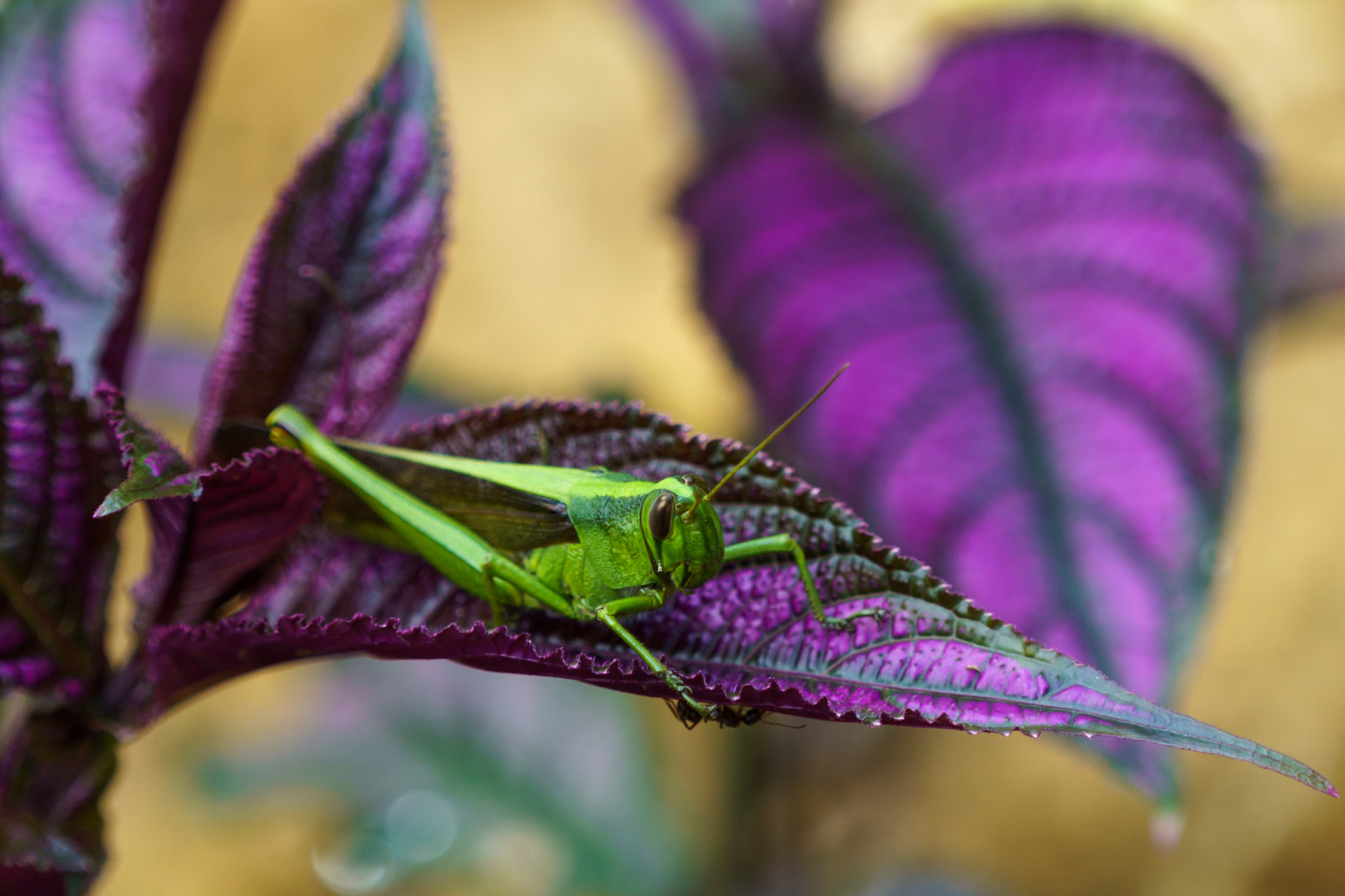 Sony a6000 + Sony FE 70-200mm F4 G OSS sample photo. Veragua rainforest, costa rica photography