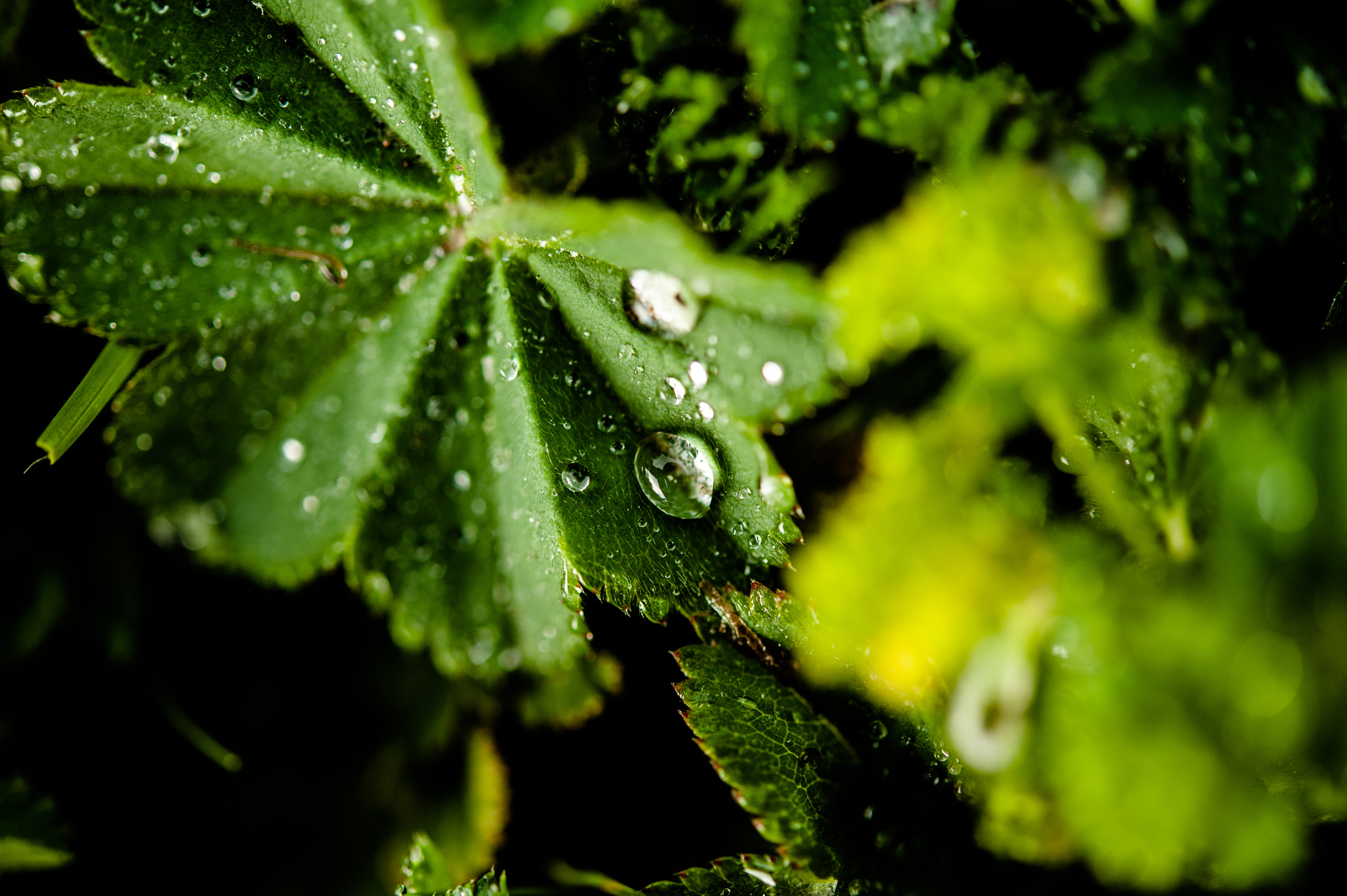 Nikon D700 + Nikon AF-S Micro-Nikkor 60mm F2.8G ED sample photo. Droplets on a leaf i photography