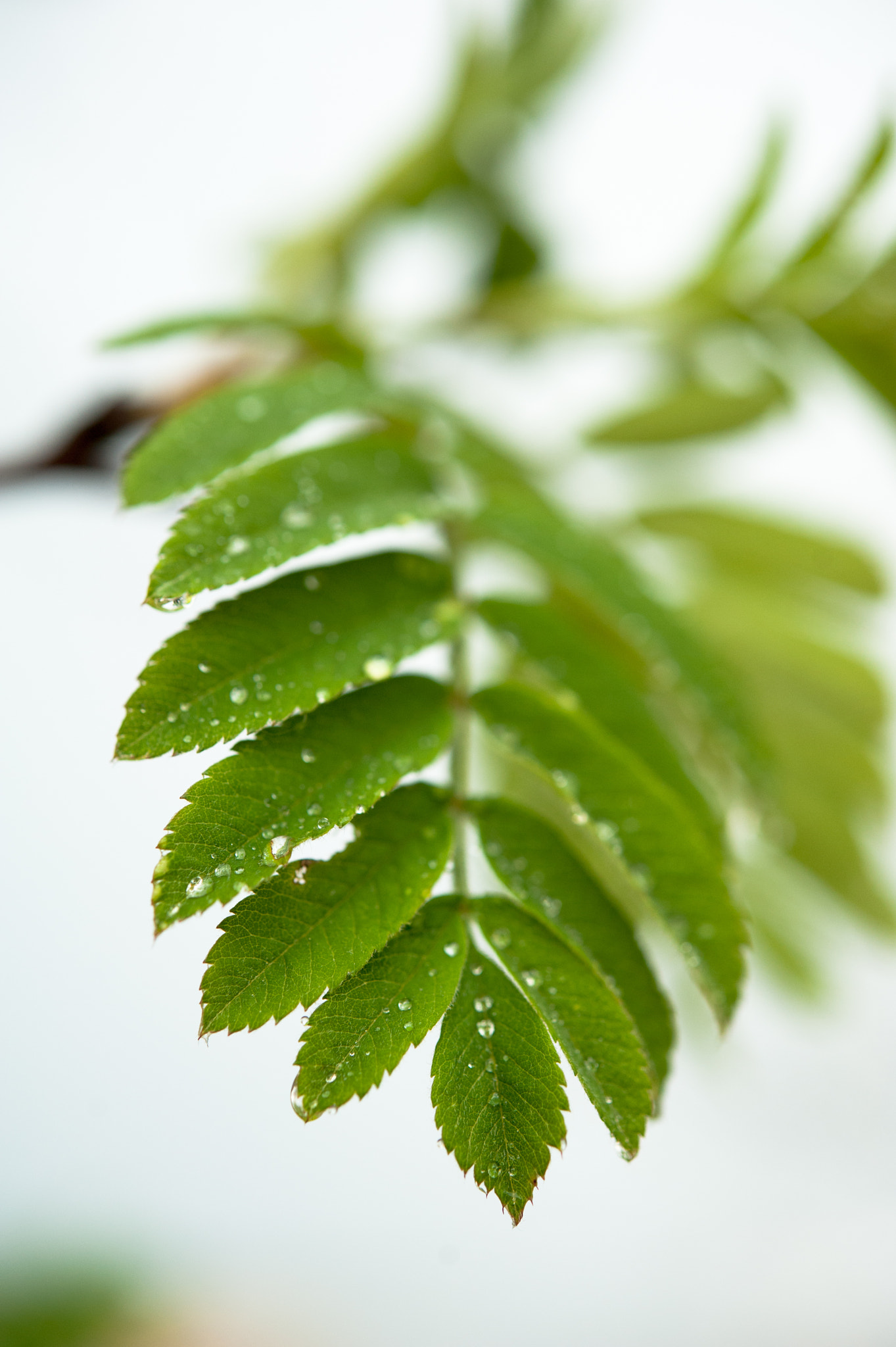 Nikon AF-S Micro-Nikkor 60mm F2.8G ED sample photo. Rowan leaf photography