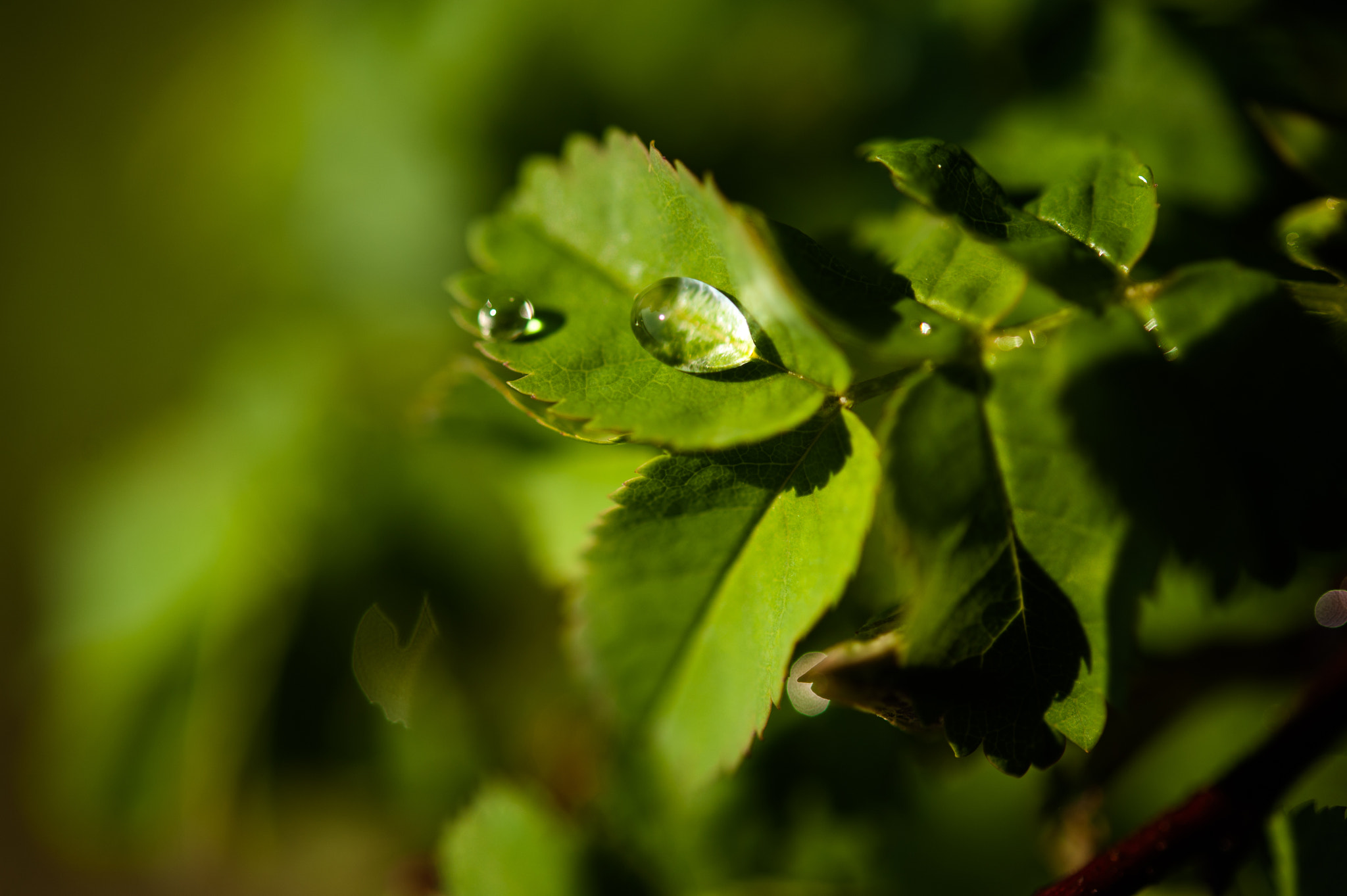 Nikon D700 sample photo. Droplets on a leaf ii photography