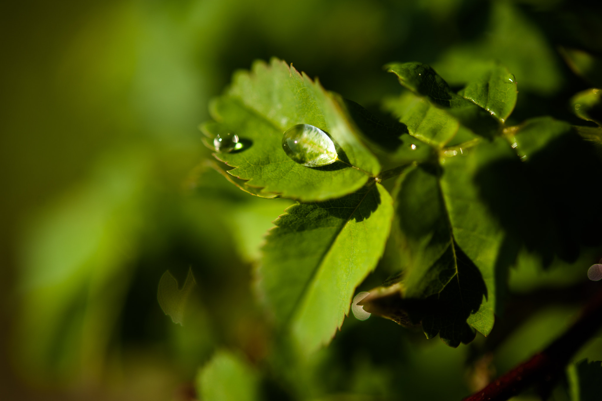 Nikon D700 + Nikon AF-S Micro-Nikkor 60mm F2.8G ED sample photo. Droplets on a leaf ii photography