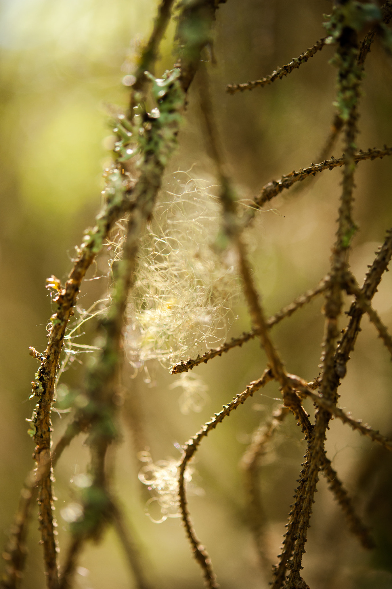 Nikon D700 + Nikon AF-S Micro-Nikkor 60mm F2.8G ED sample photo. Naava (hanging moss) photography