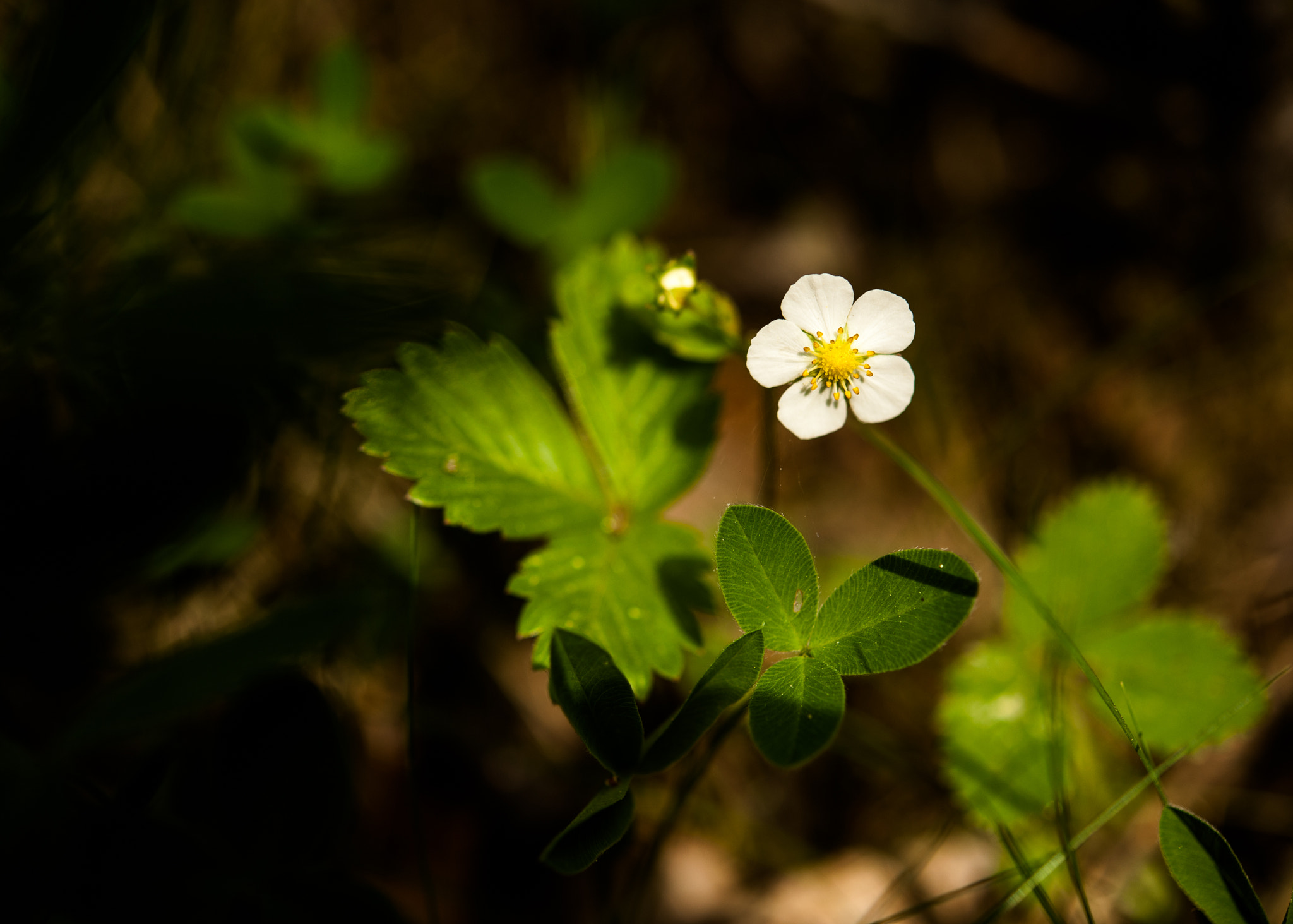 Nikon D700 + Nikon AF-S Micro-Nikkor 60mm F2.8G ED sample photo. Wild strawberry photography