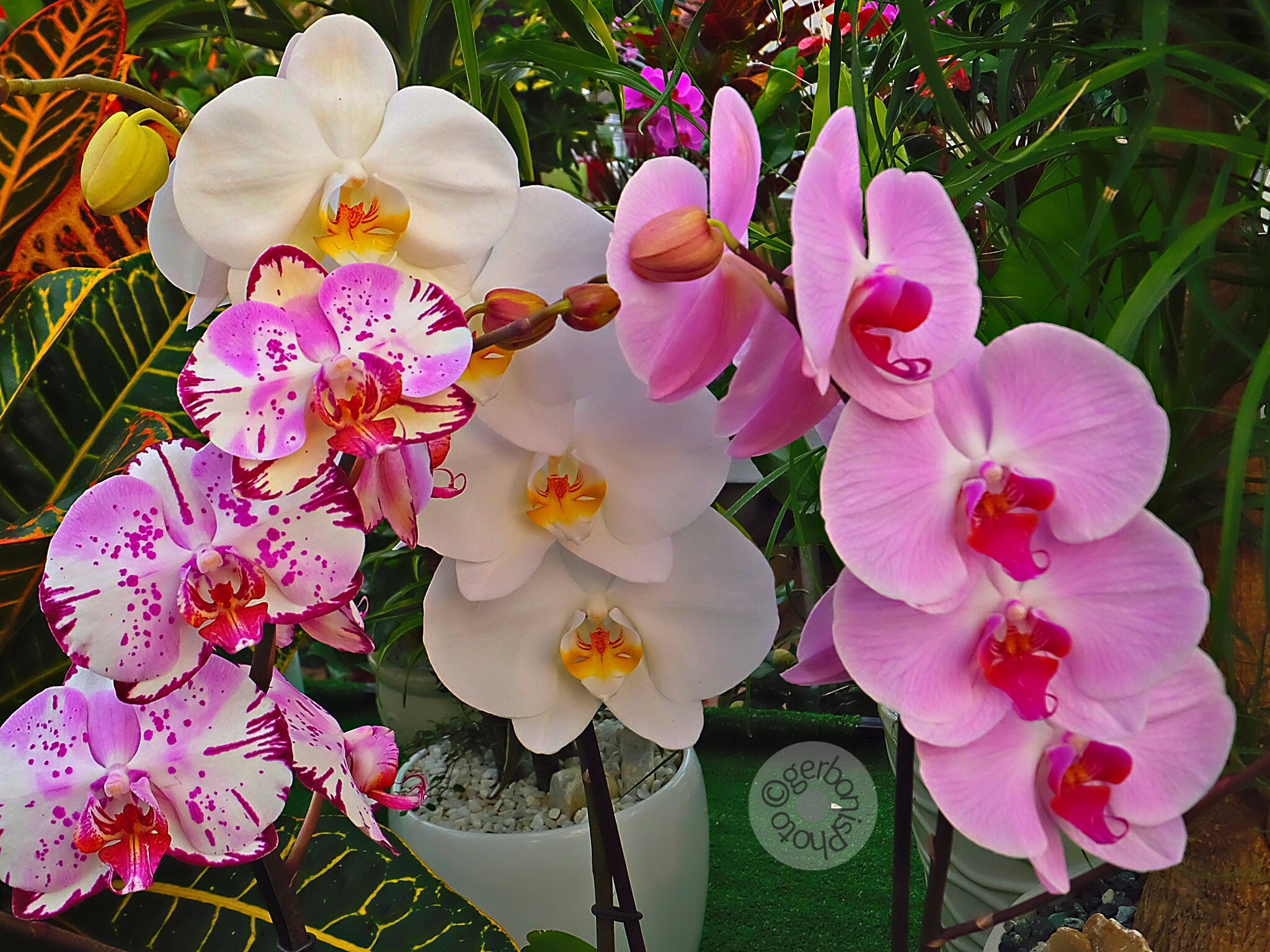 Fujifilm FinePix F900EXR sample photo. The fascination of orchids in a flower shop photography