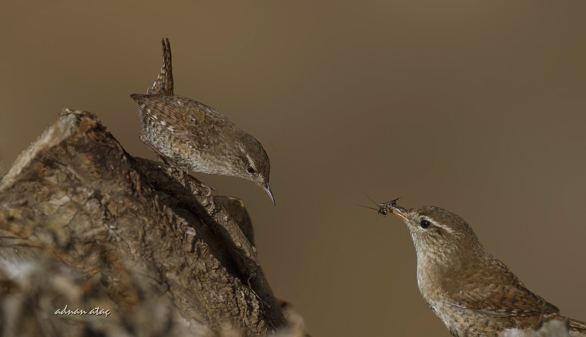 Nikon D5 sample photo. Çitkuşu - eurasian wren - troglodytes troglodytes photography