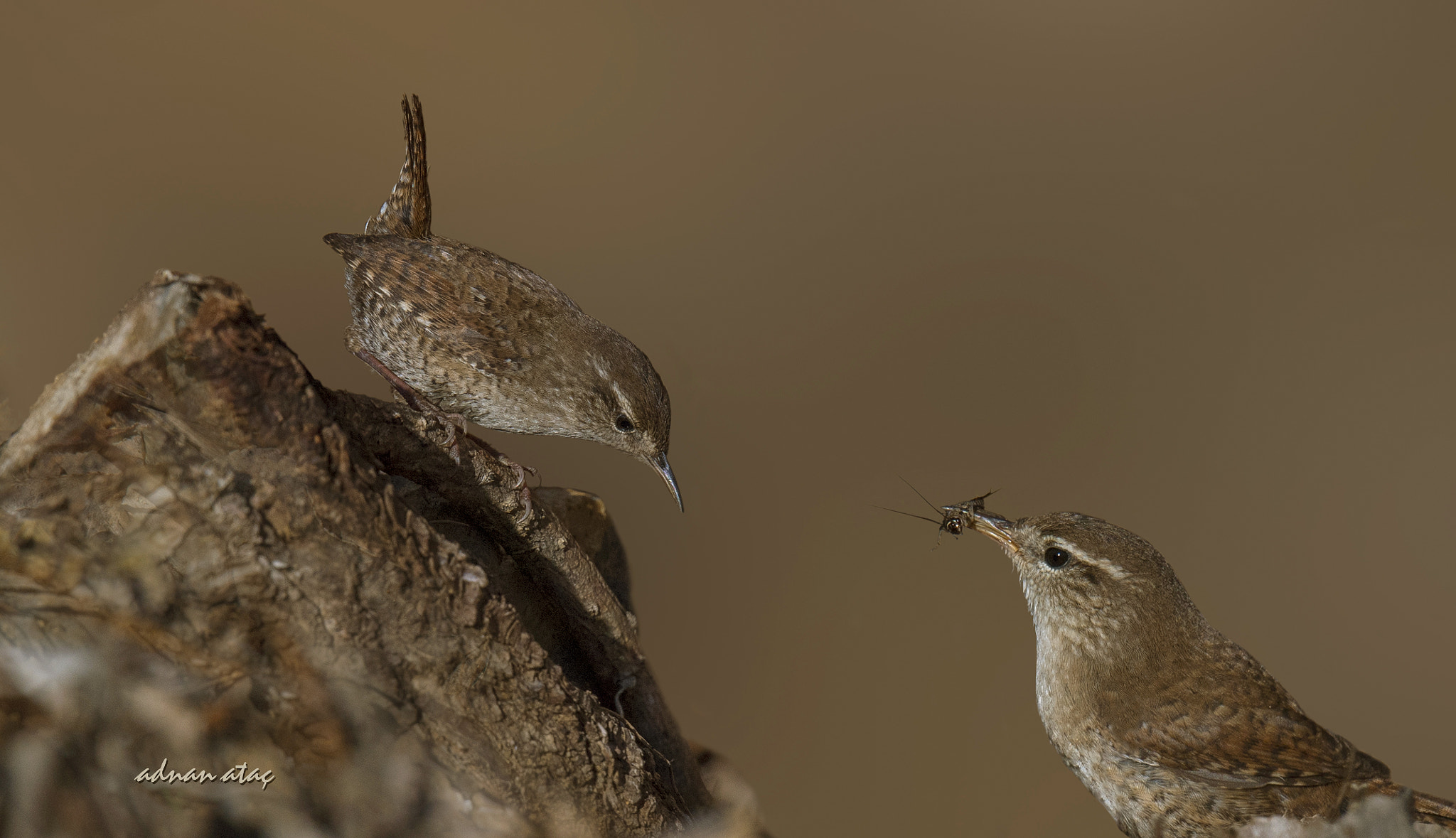 Sigma 150-600mm F5-6.3 DG OS HSM | S sample photo. Çitkuşu - eurasian wren - troglodytes troglodytes photography