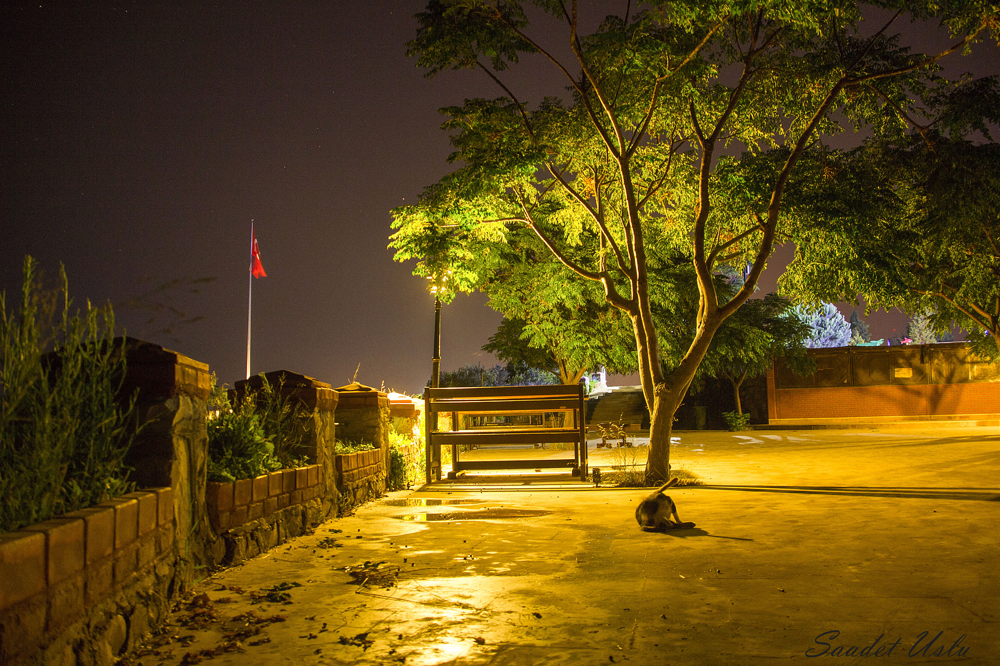 Canon EOS 550D (EOS Rebel T2i / EOS Kiss X4) sample photo. Night and cat photography
