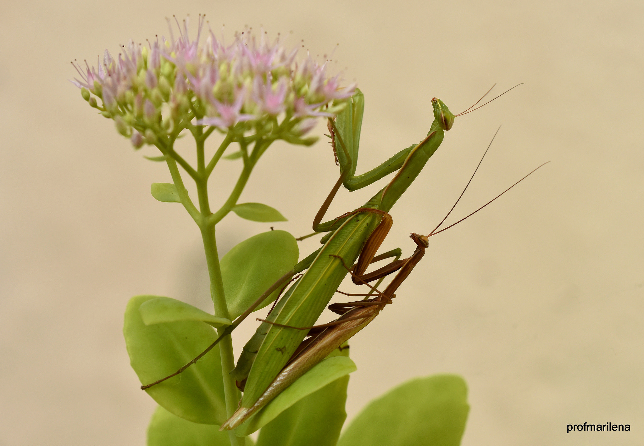 Sigma 150mm F2.8 EX DG OS Macro HSM sample photo. Long lasting honeymoon photography