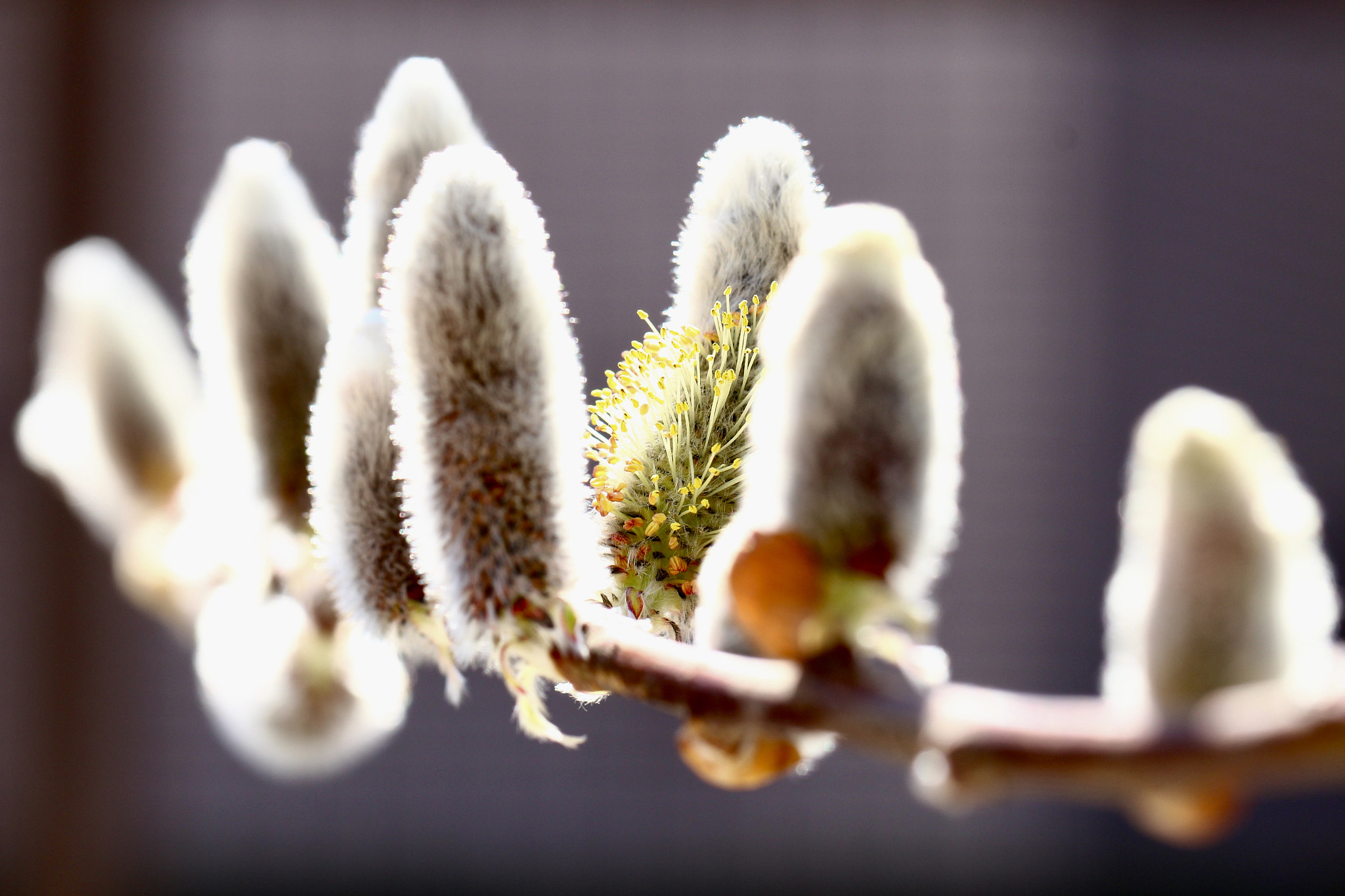 Canon EOS 700D (EOS Rebel T5i / EOS Kiss X7i) + Canon EF 100mm F2.8L Macro IS USM sample photo. 猫柳：fluffy catkins photography