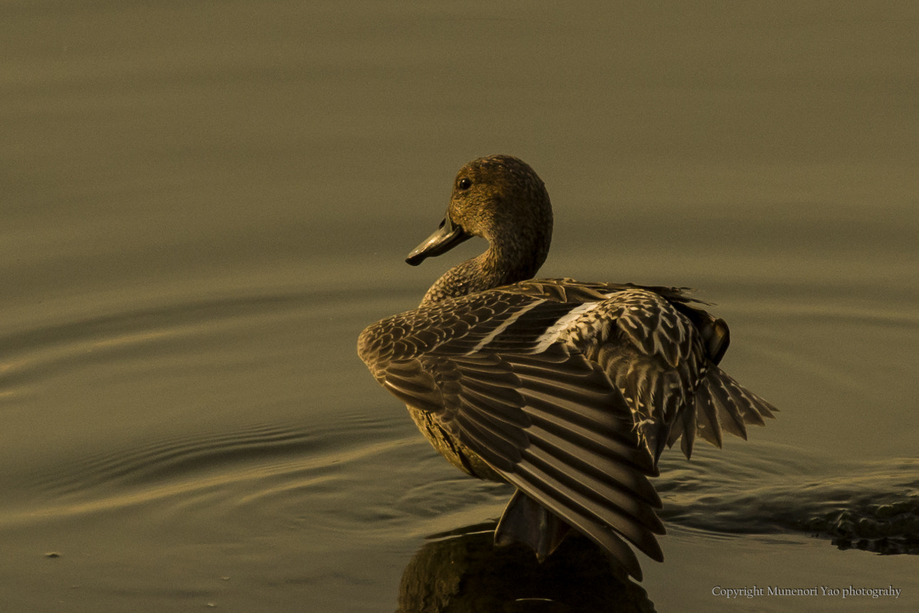 Pentax smc DA* 300mm F4.0 ED (IF) SDM sample photo. Twilight time photography