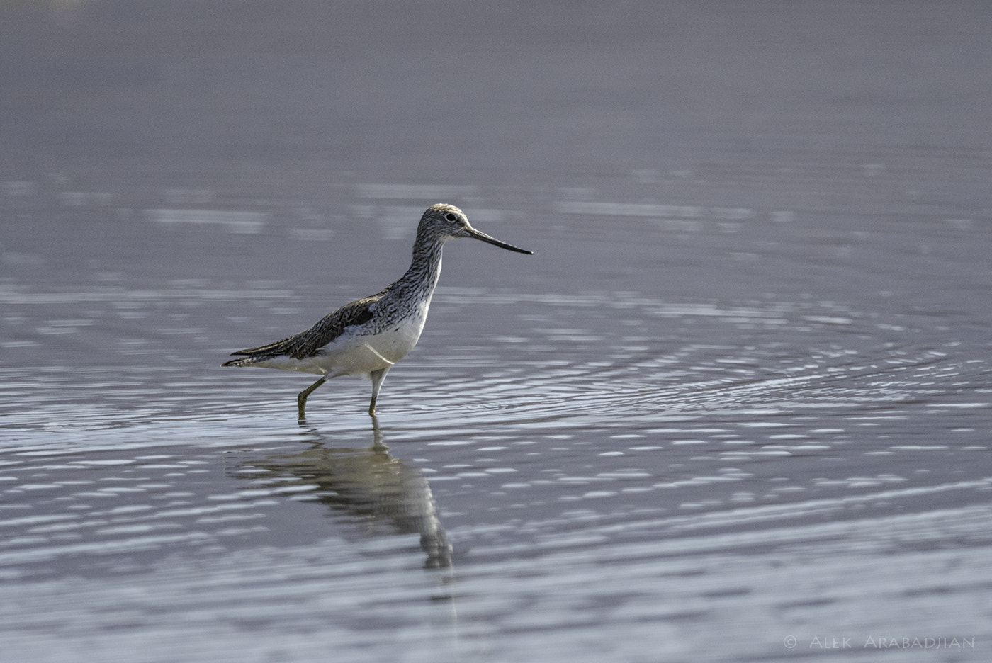 Nikon AF-S Nikkor 800mm F5.6E FL ED VR sample photo. Big boy walking photography