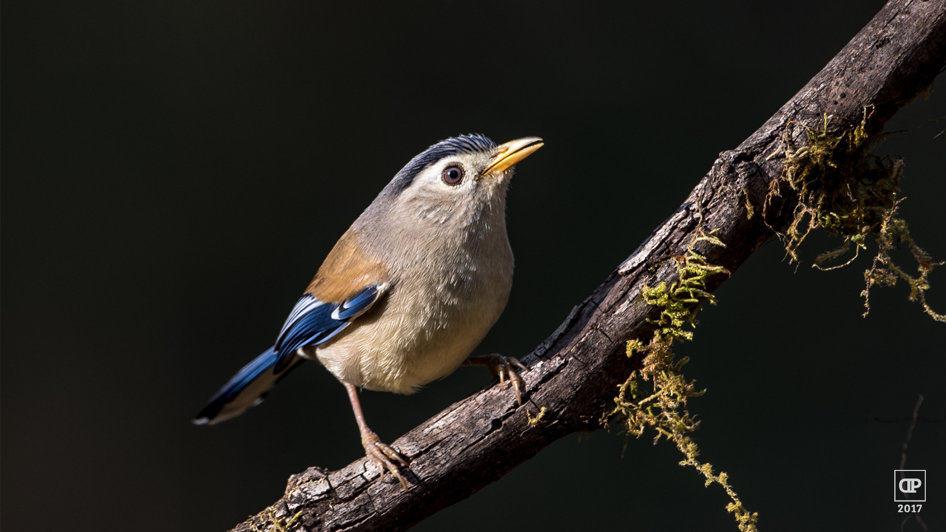 Nikon D750 sample photo. Blue-winged shiva photography