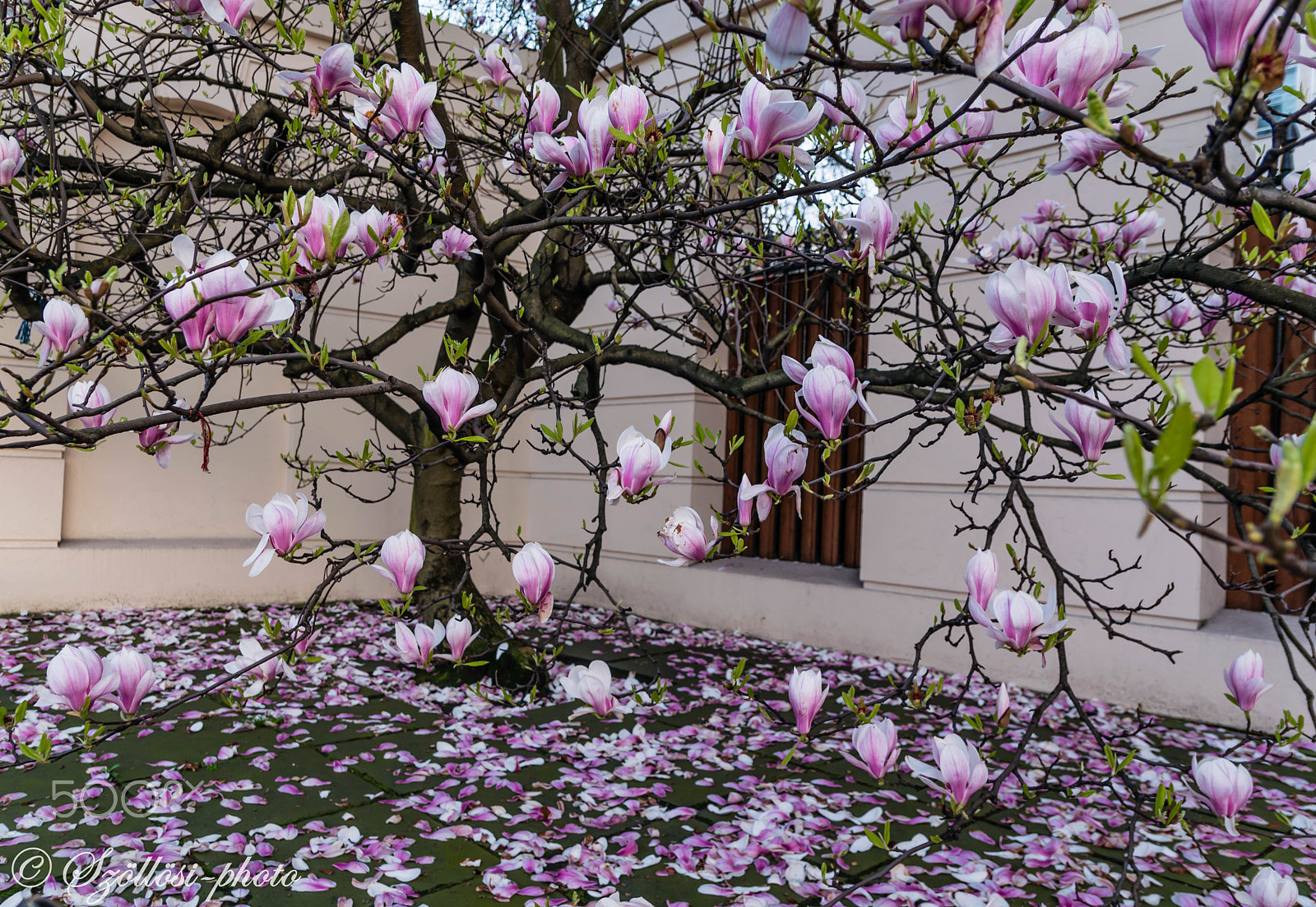Sigma 17-50mm F2.8 EX DC OS HSM sample photo. Fabulous magnolia photography