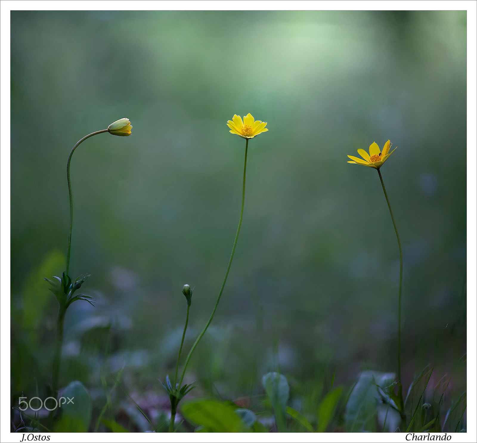 Canon EOS 5D Mark II + Canon EF 135mm F2L USM sample photo. Charlando-chatting photography