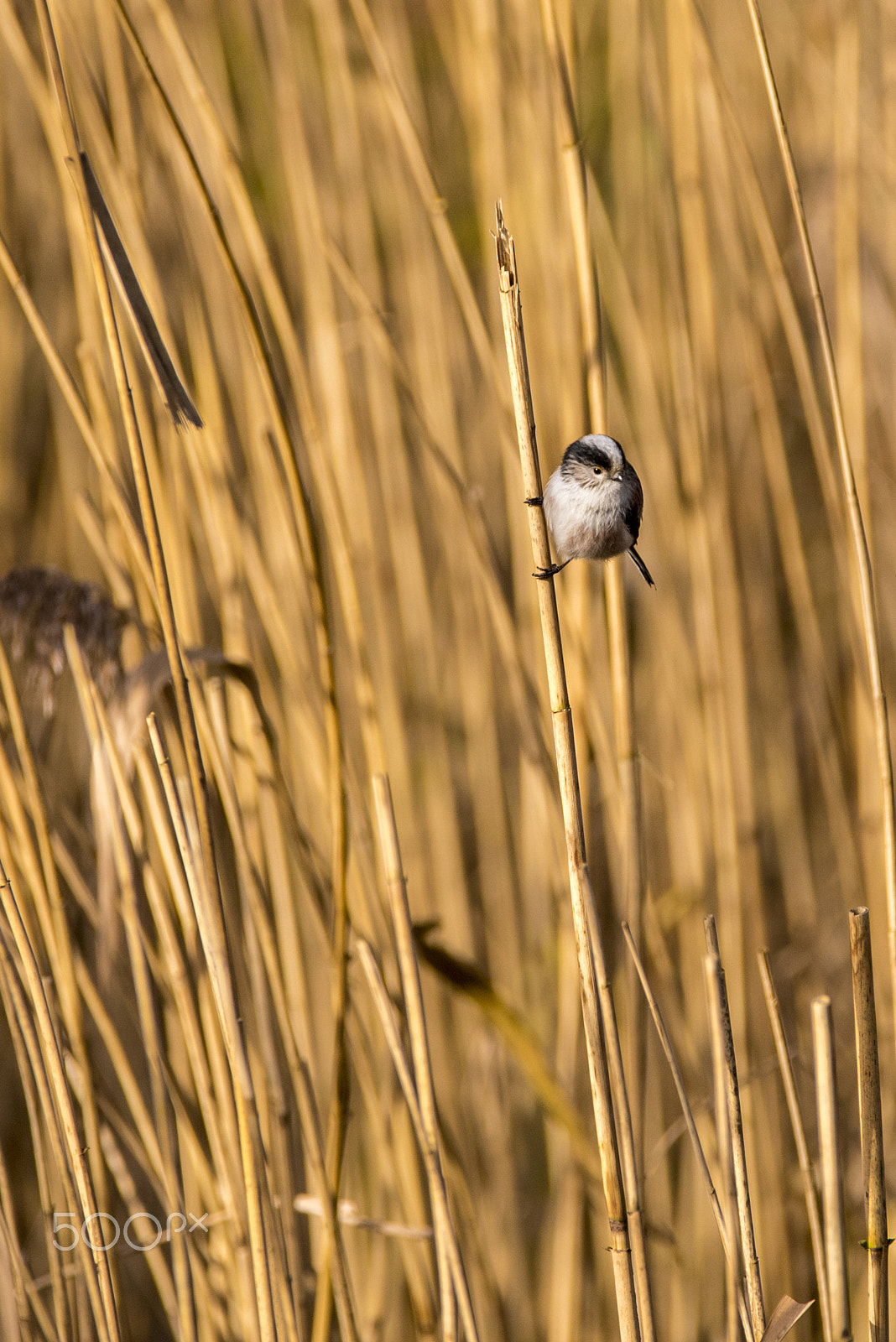 Nikon D750 sample photo. Long tailed tit photography