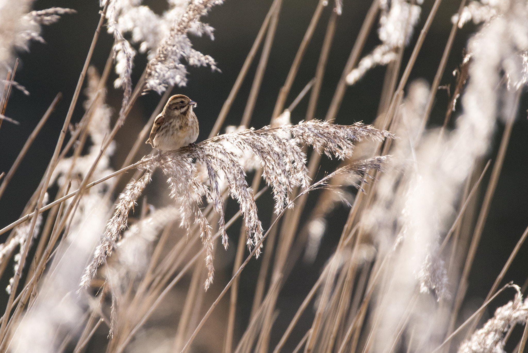 Nikon D750 + Sigma 150-600mm F5-6.3 DG OS HSM | C sample photo. Female reed bunting photography