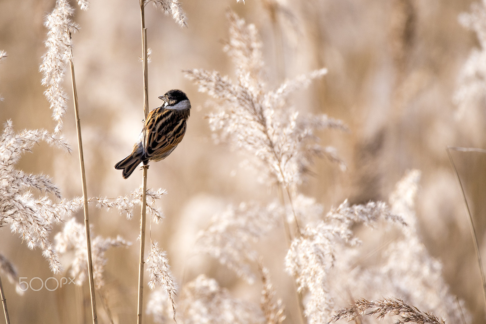 Nikon D750 sample photo. Male reed bunting photography