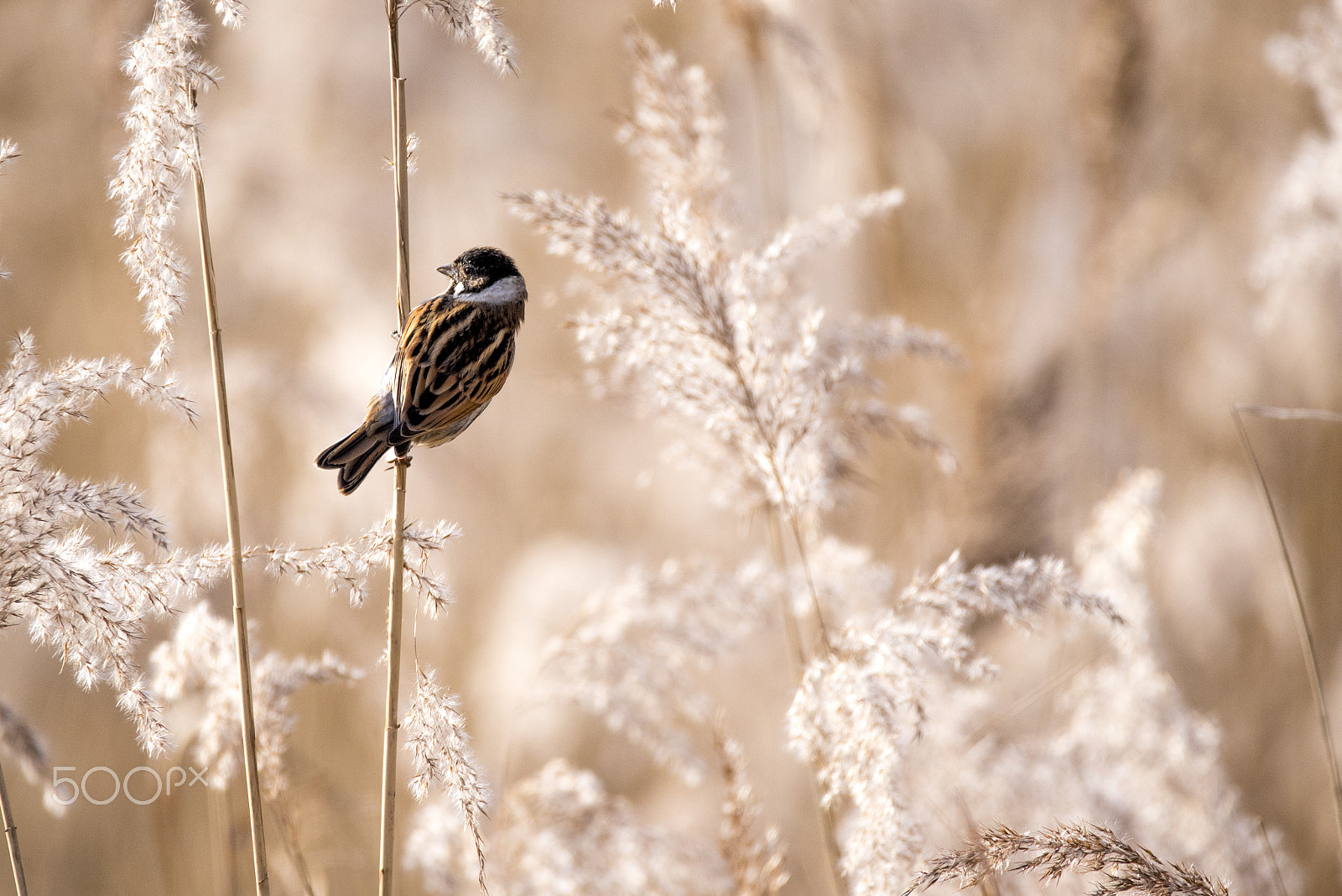 Sigma 150-600mm F5-6.3 DG OS HSM | C sample photo. Male reed bunting photography