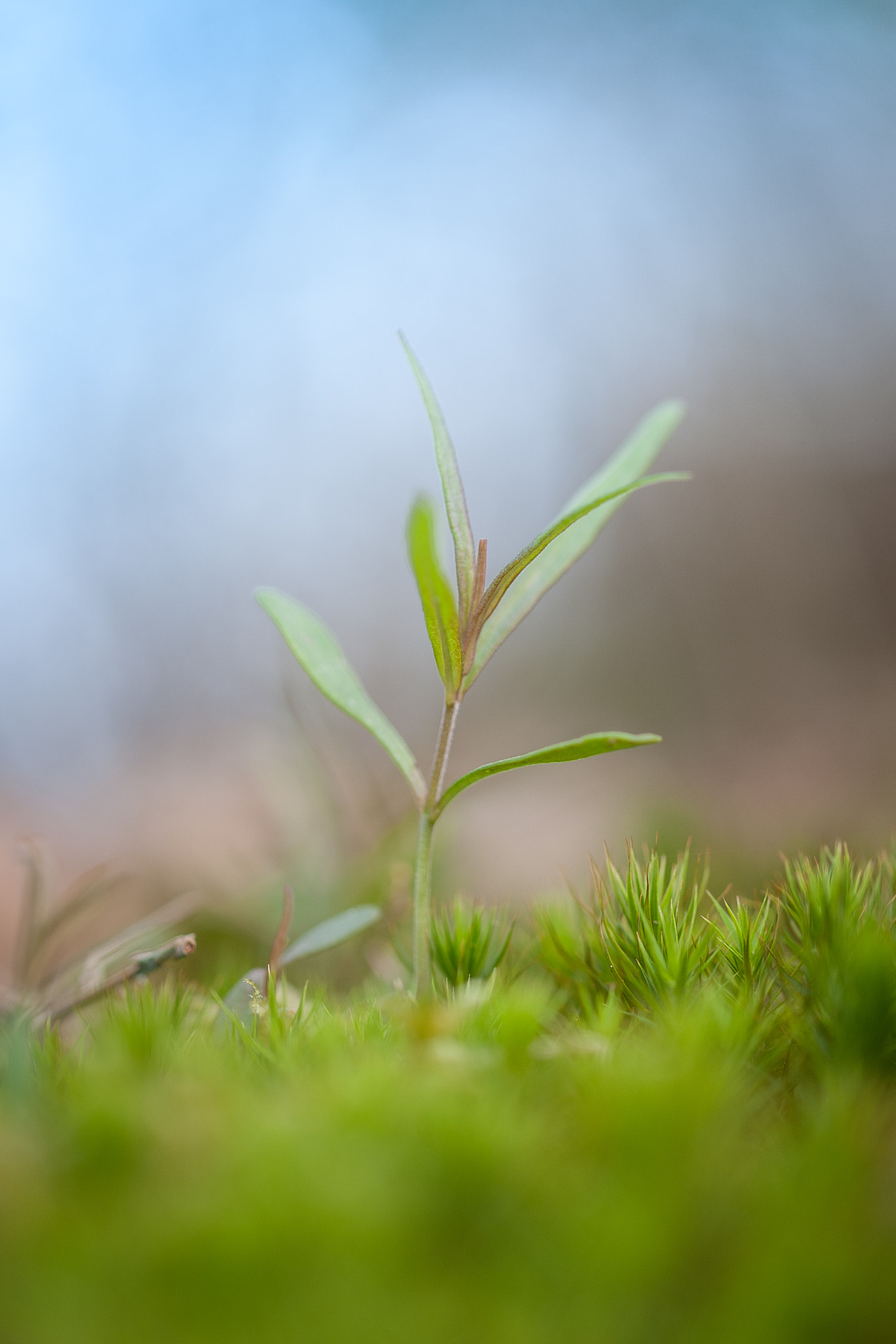 Sigma 105mm F2.8 EX DG OS HSM sample photo. Renaissance photography