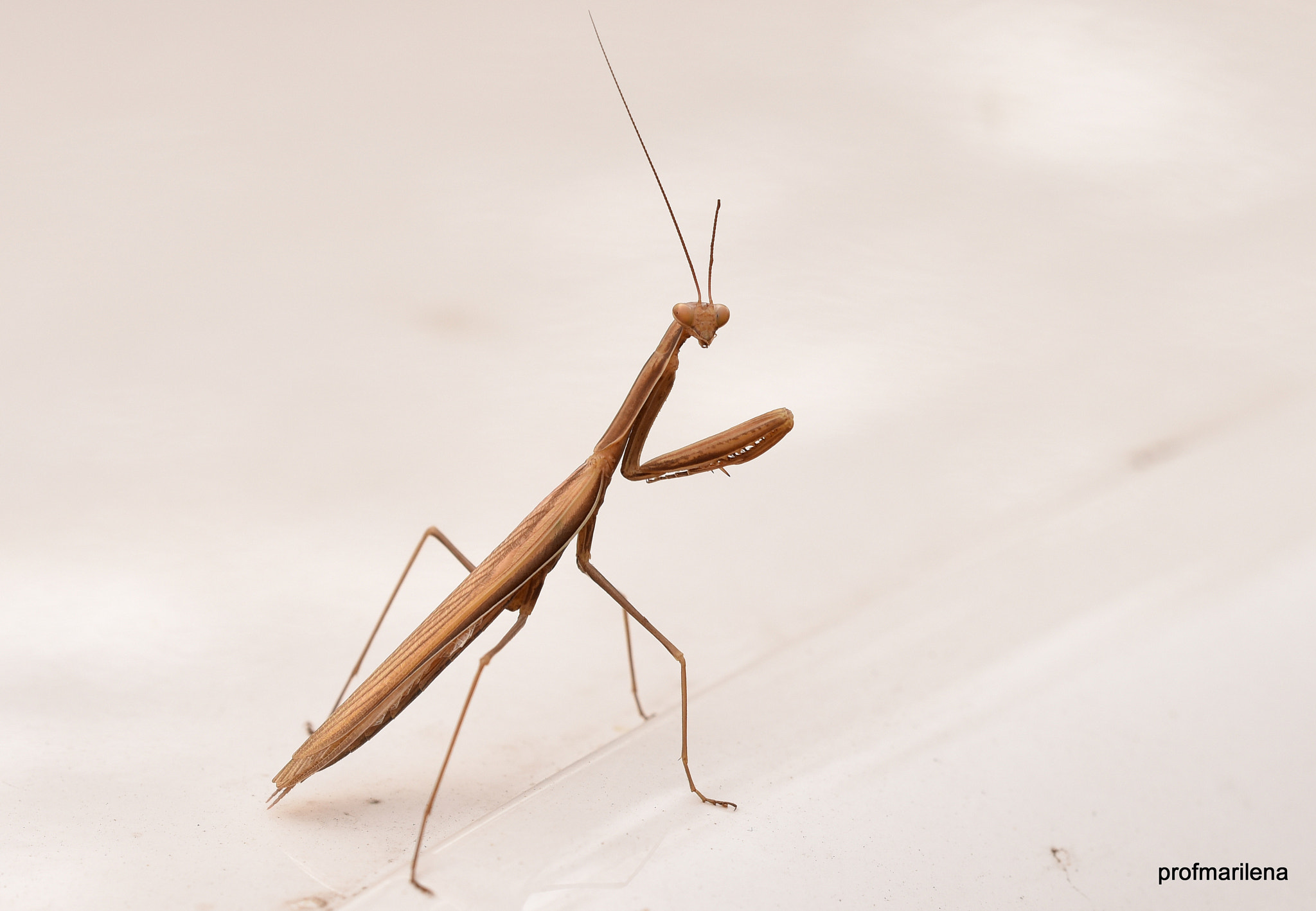 Sigma 150mm F2.8 EX DG OS Macro HSM sample photo. Don't worry, he made it ! photography