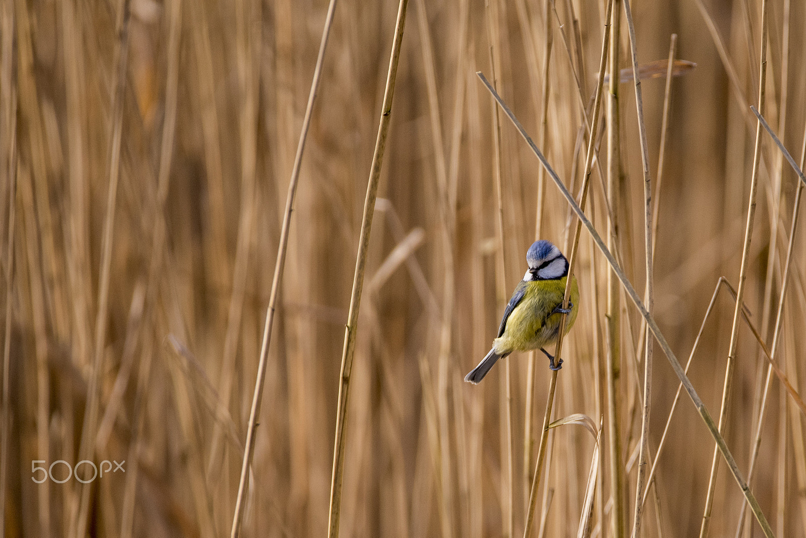 Nikon D750 sample photo. Blue tit in the reeds photography