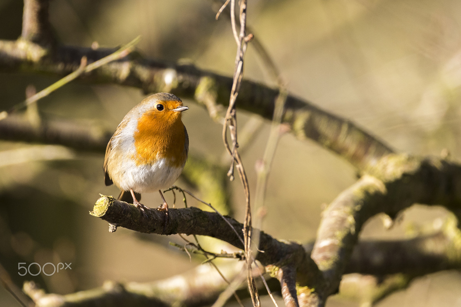 Sigma 150-600mm F5-6.3 DG OS HSM | C sample photo. Robin photography