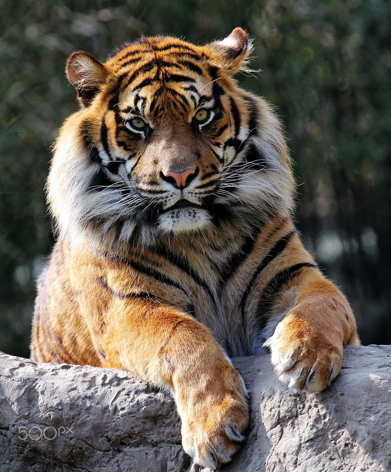 Canon EF 100-400mm F4.5-5.6L IS USM sample photo. Bengal photography