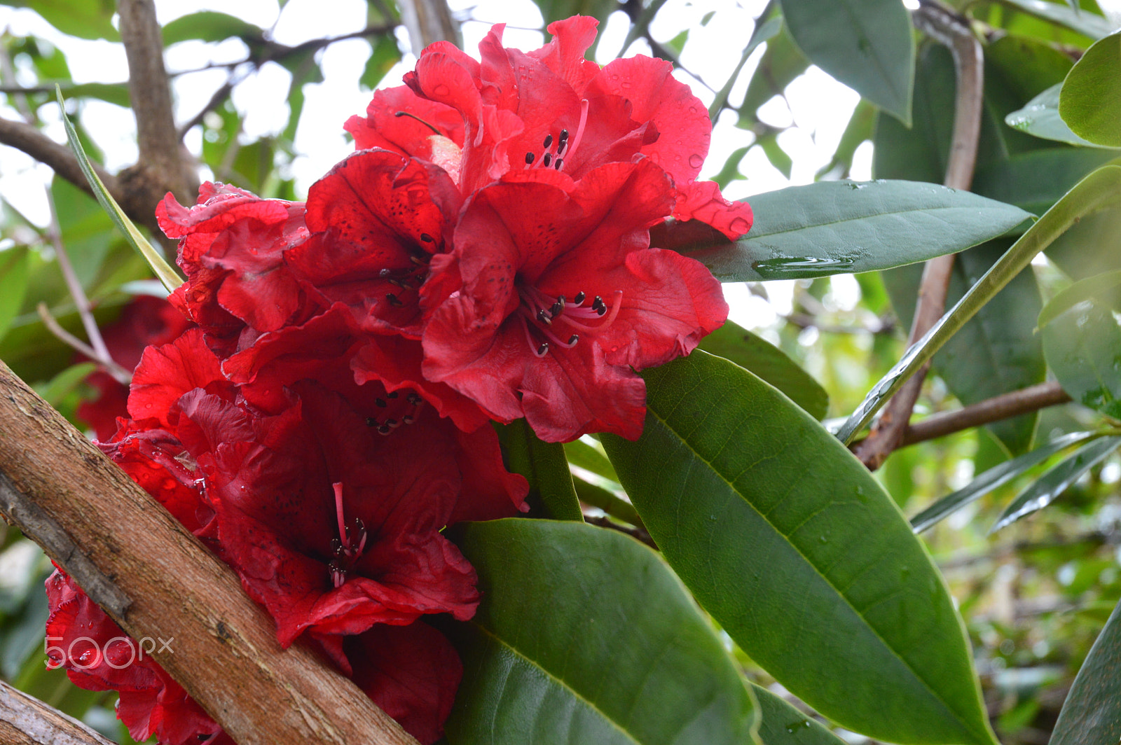 Nikon D3200 + Nikon AF-S DX Nikkor 18-70mm F3.5-4.5G ED-IF sample photo. Red rhododendron flower photography